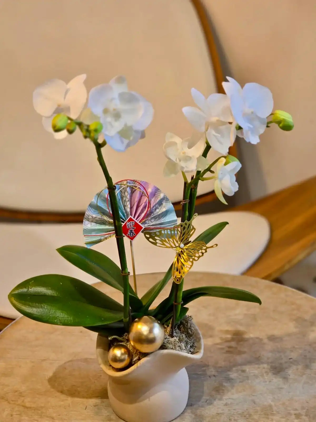 精品蝴蝶蘭-雪白色(經典尺寸)