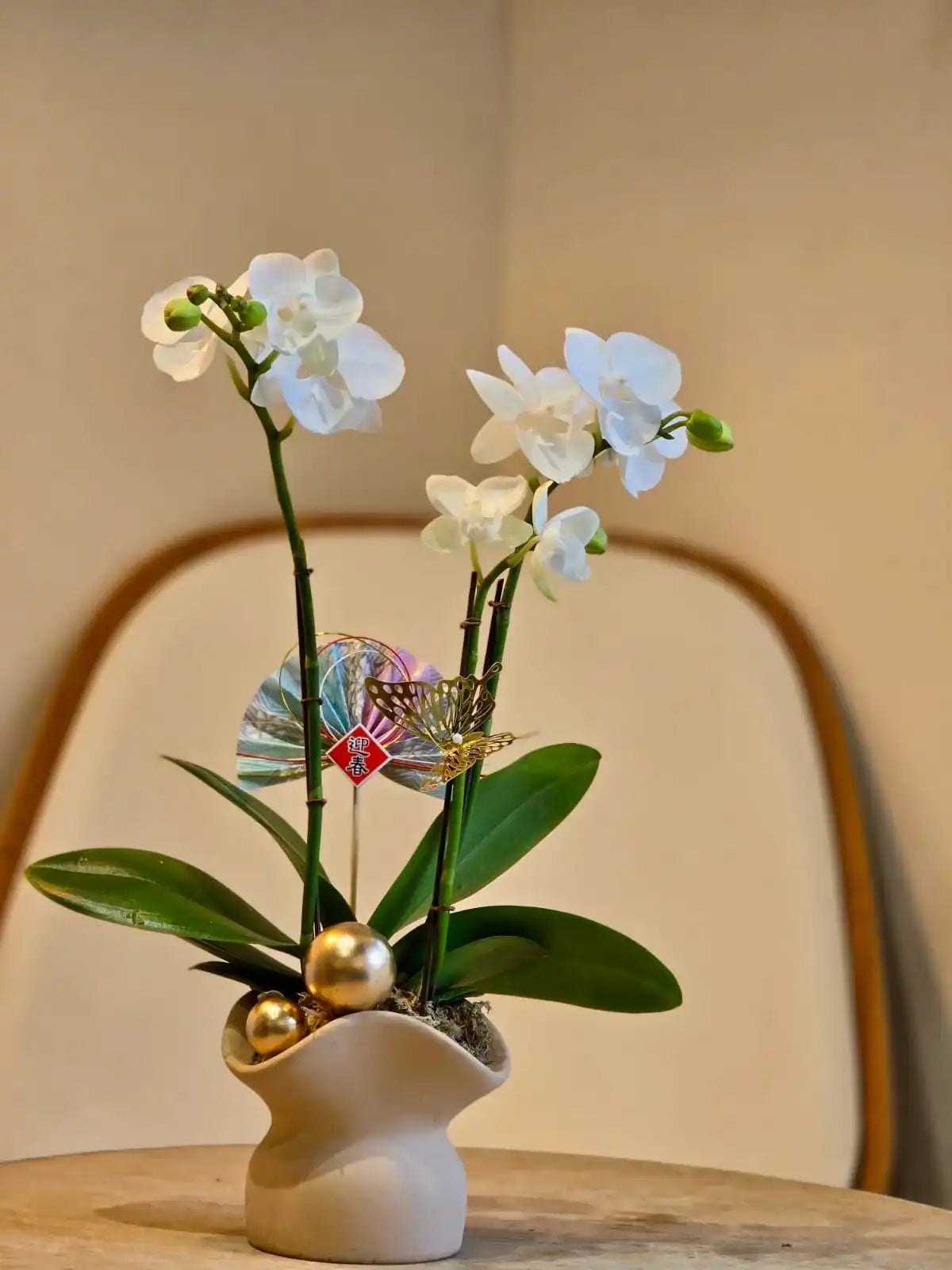 Two Stems Orchid - Snow-white (Classic Size)