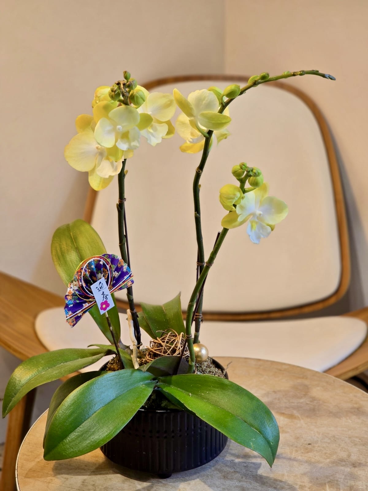 精品蝴蝶蘭-黃色(經典尺寸)