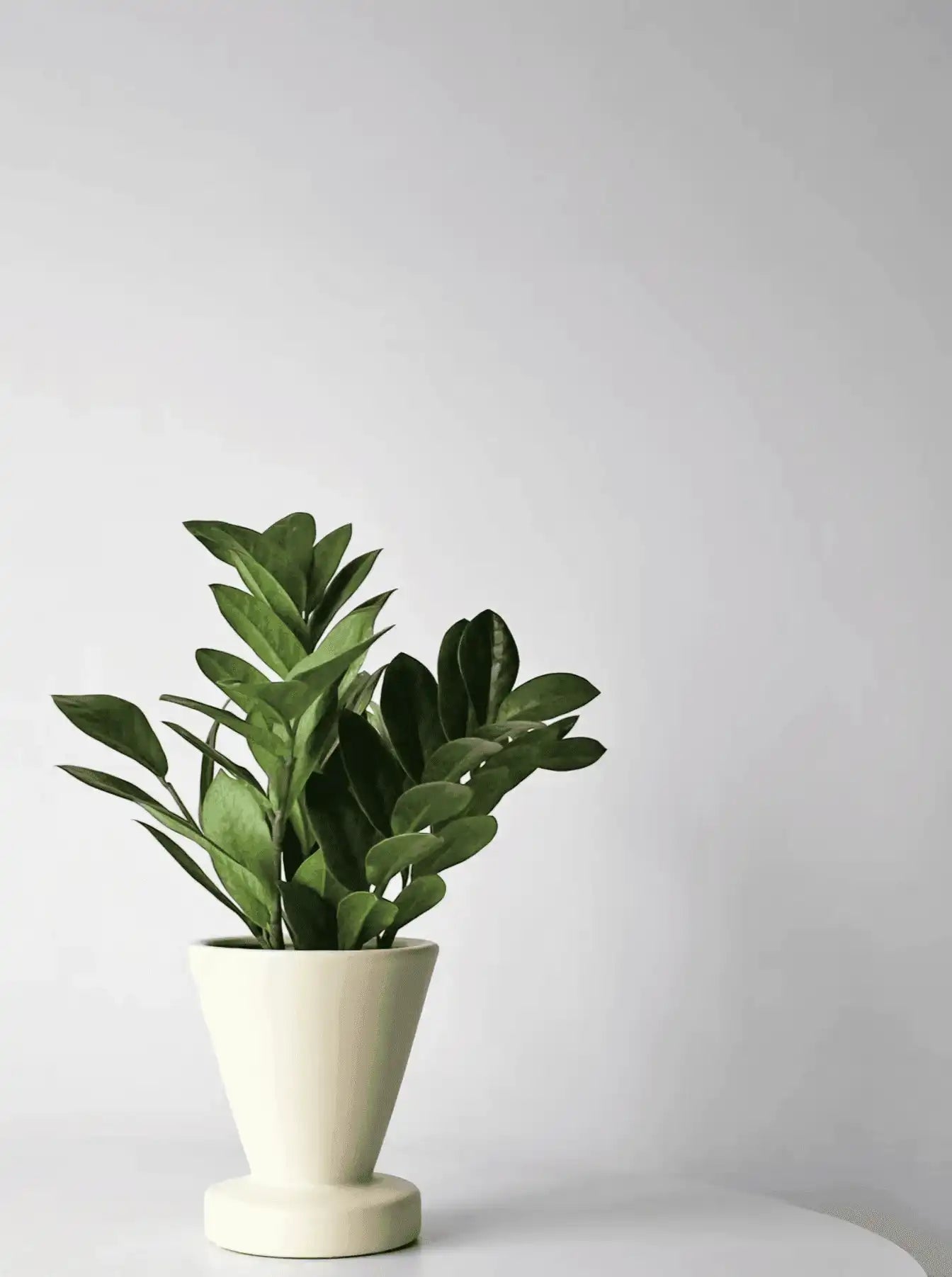 雪鐵芋 金錢樹 Lavish Florist zz plant Zamioculcas zamiifolia