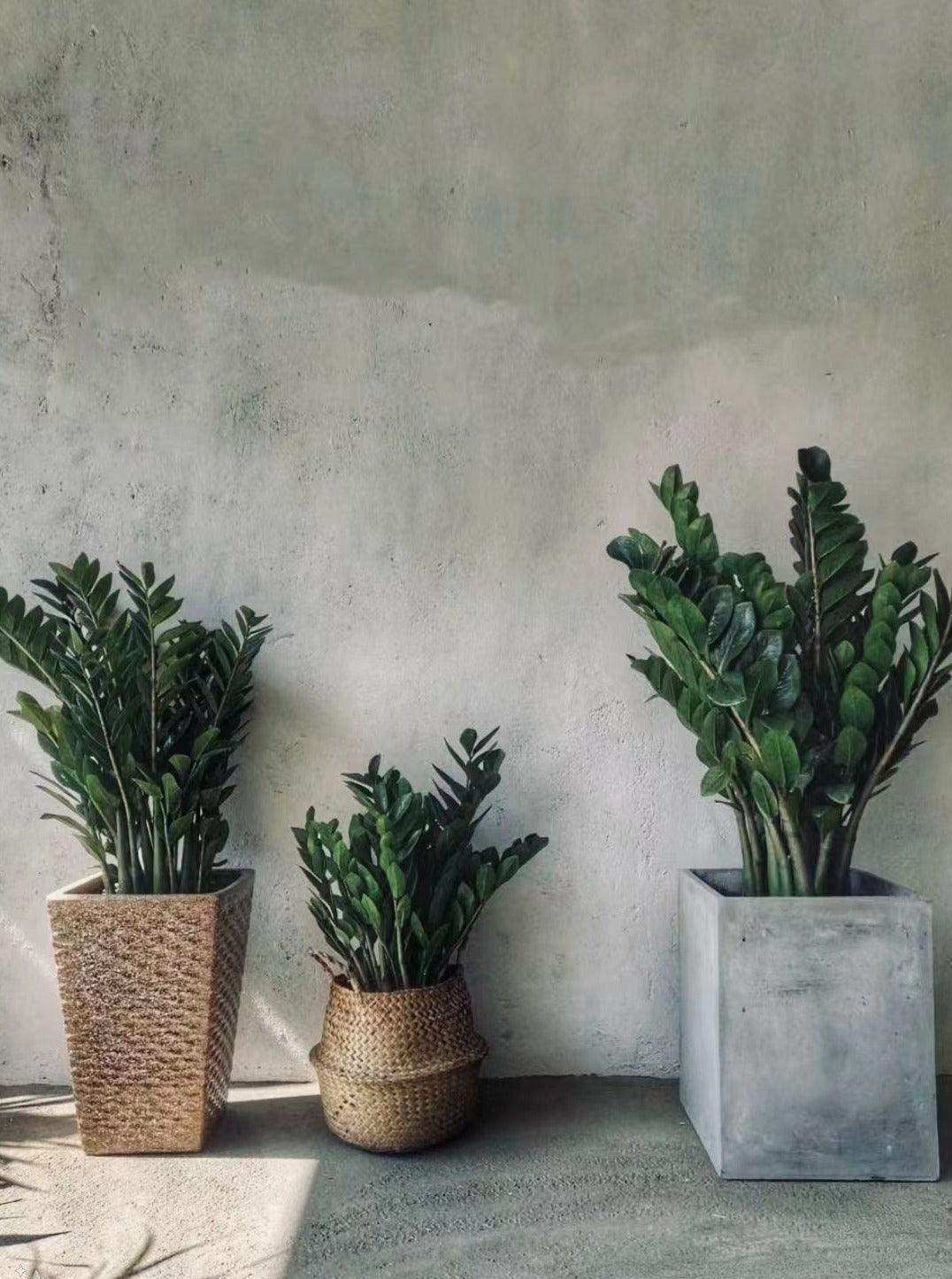 雪鐵芋 金錢樹 Lavish Florist zz plant Zamioculcas zamiifolia
