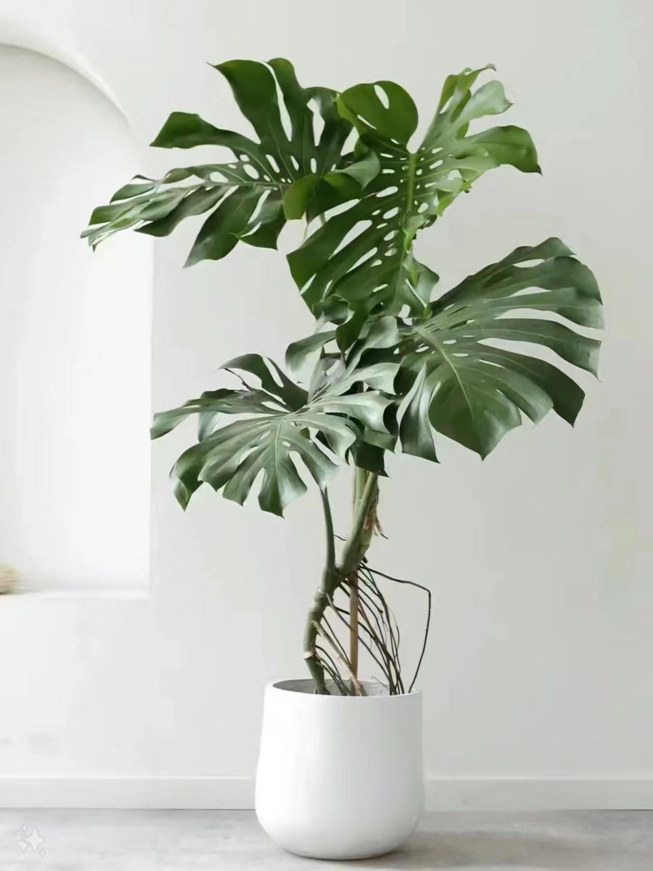 Lavish Florist 綠植 植物護理 植物 大型植物