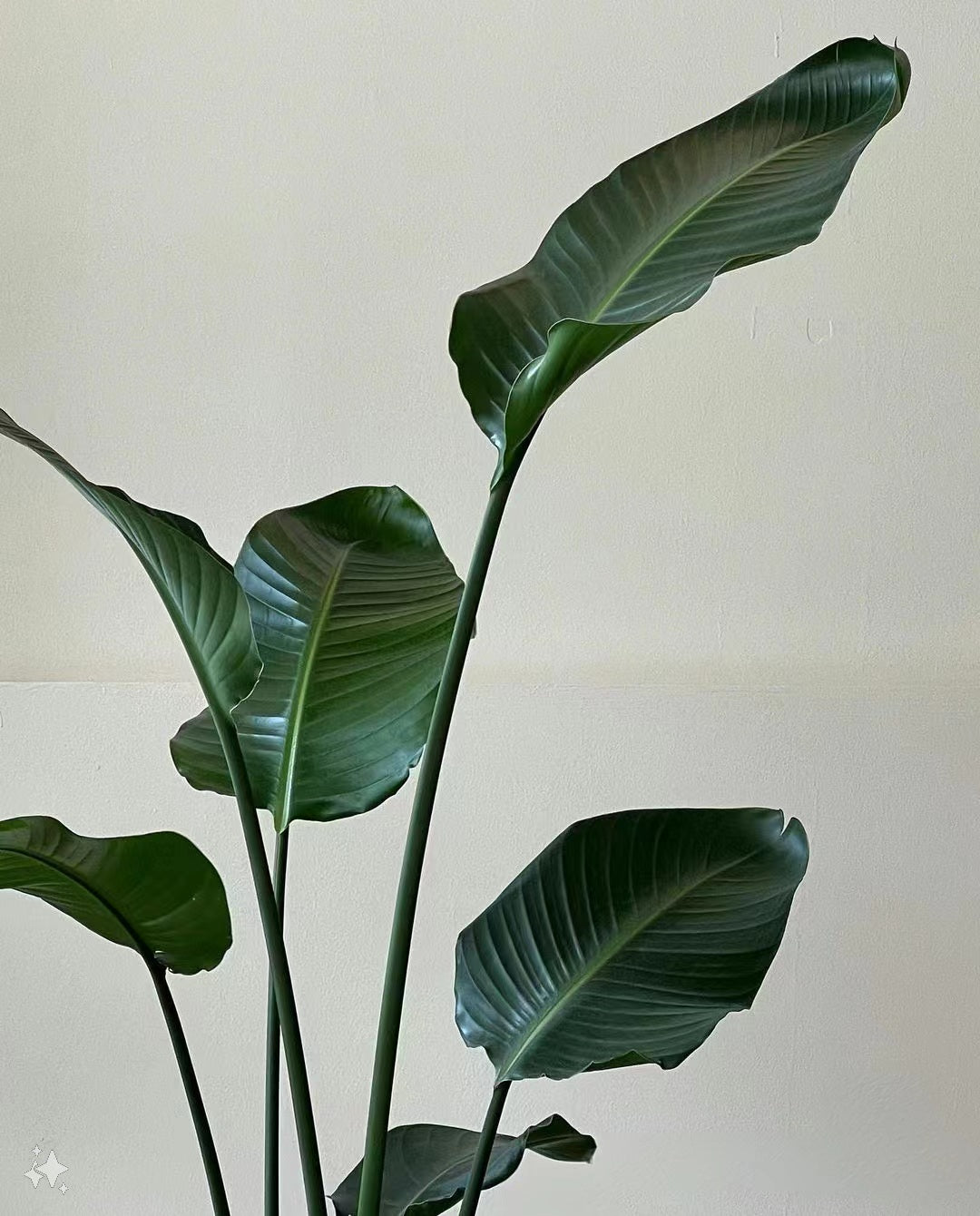 Lavish Florist 綠植 植物護理 植物 大型植物