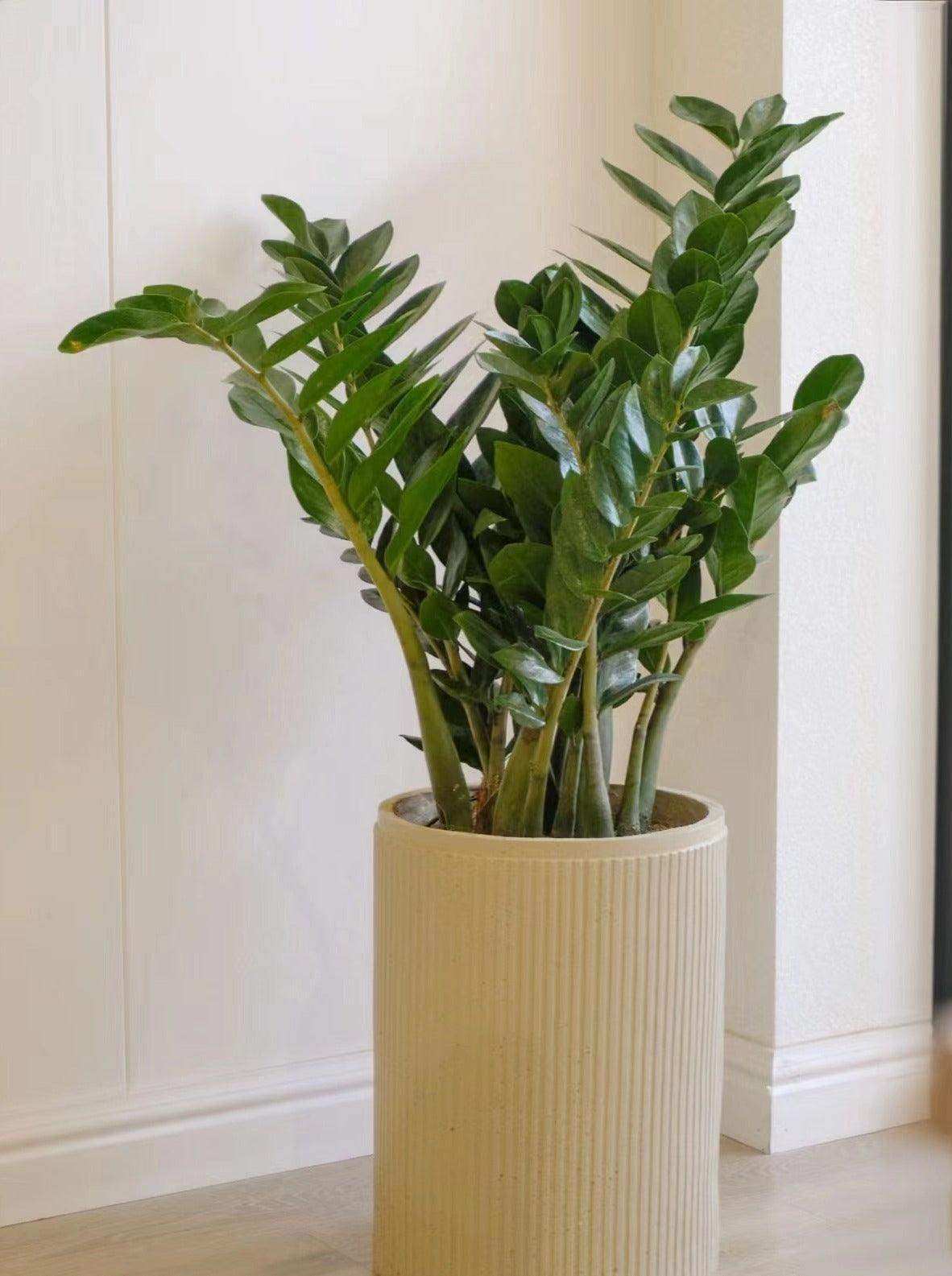 雪鐵芋 金錢樹 Lavish Florist zz plant Zamioculcas zamiifolia