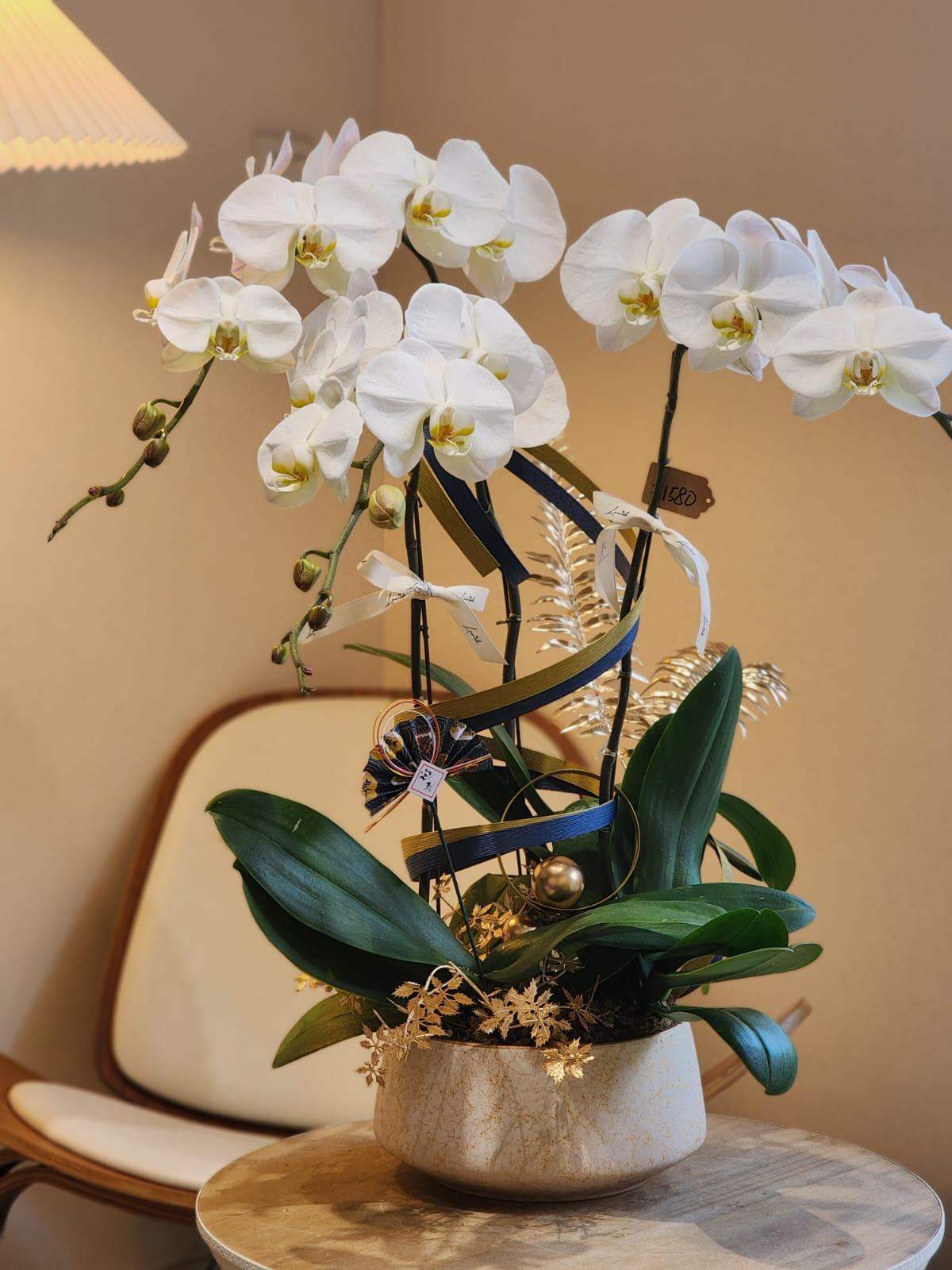 Orchid - White (Deluxe Size)
