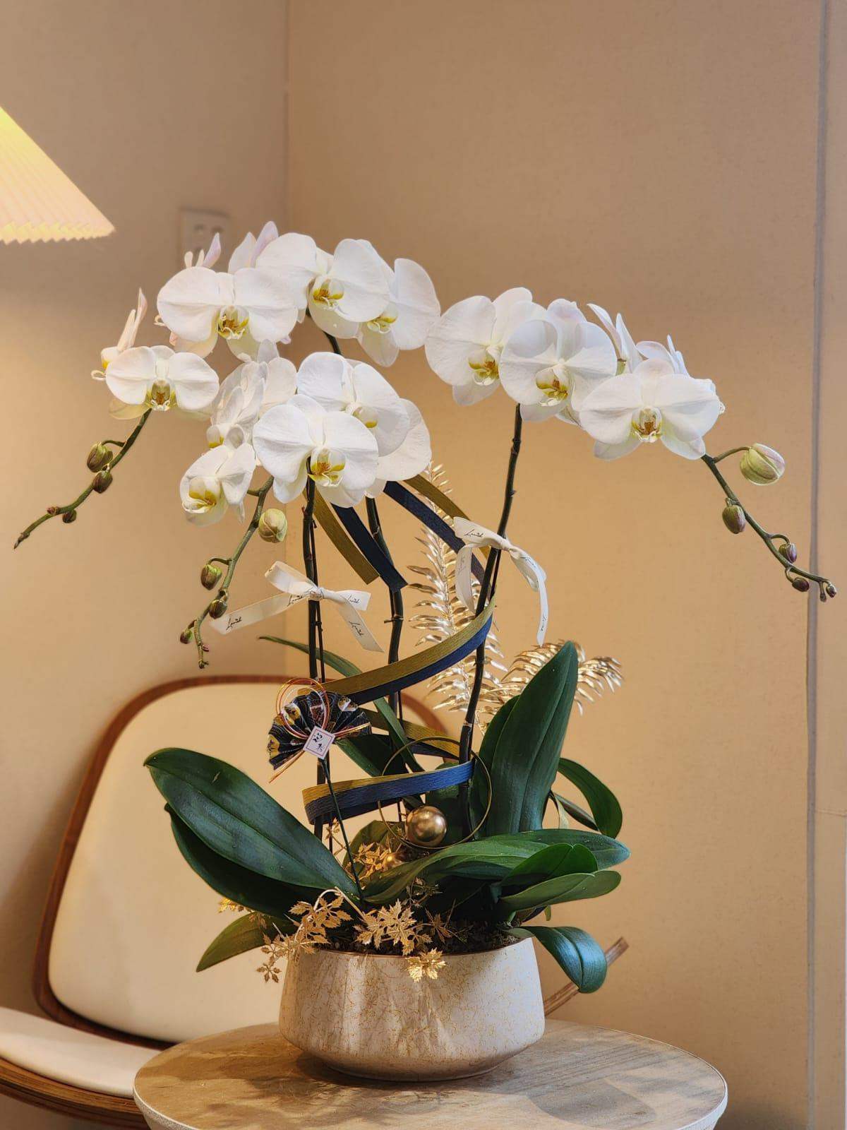 Orchid - White (Deluxe Size)