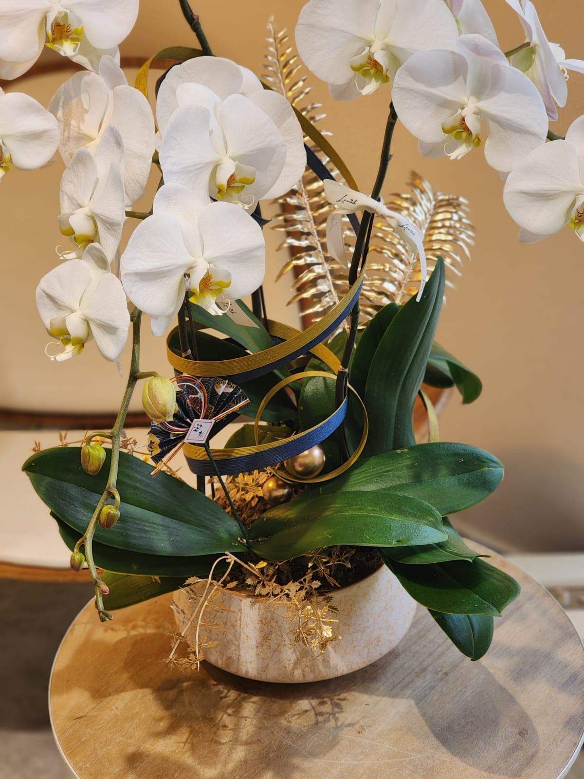 Orchid - White (Deluxe Size)