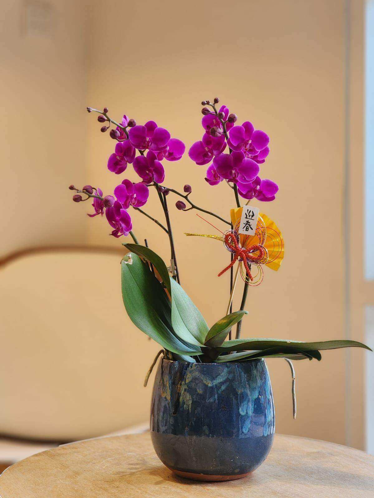 蝴蝶蘭 蘭花 香港花店 即日送花 新春賀年 紫色 Lavish Florist