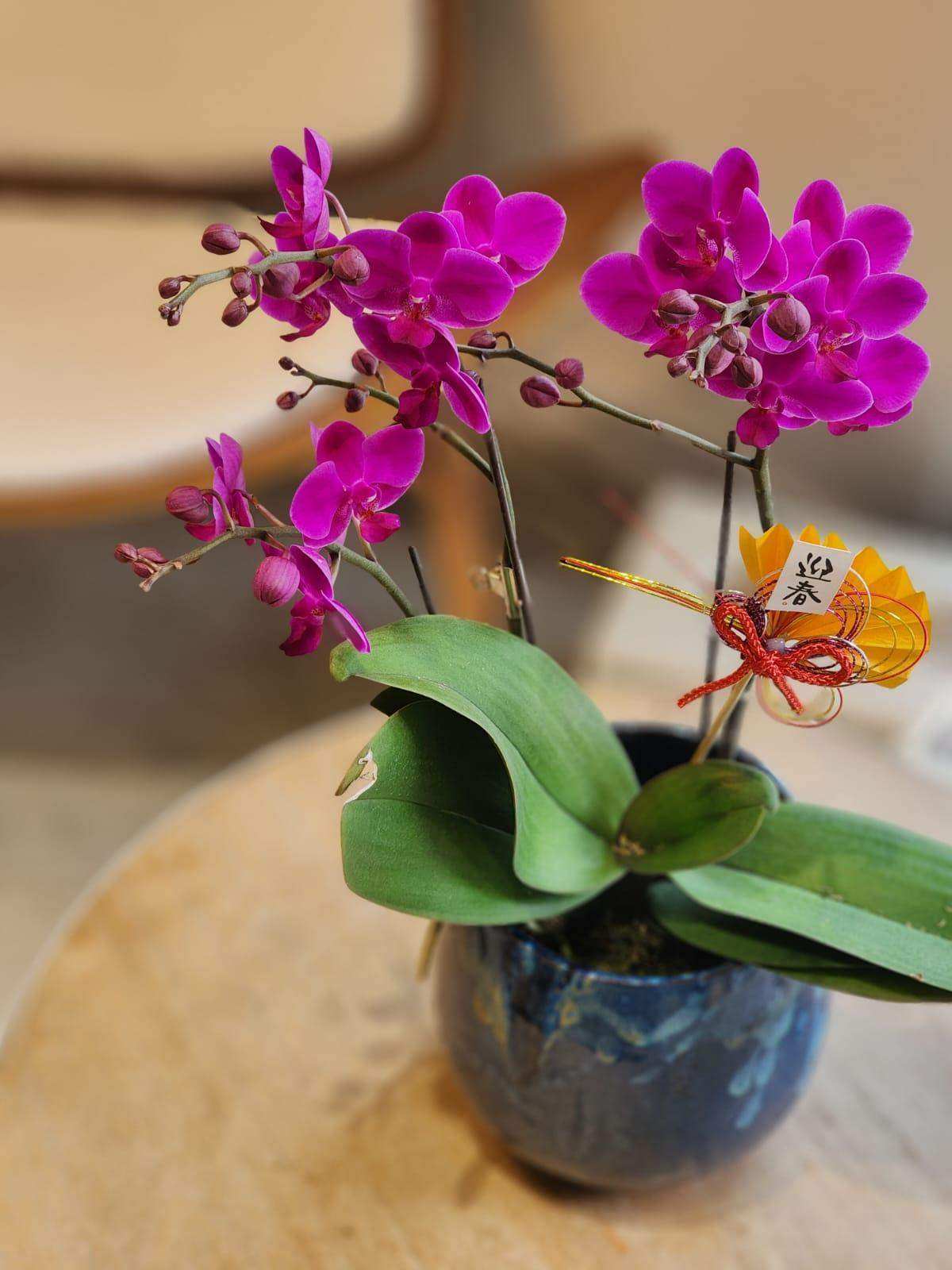 蝴蝶蘭 蘭花 香港花店 即日送花 新春賀年 紫色 Lavish Florist