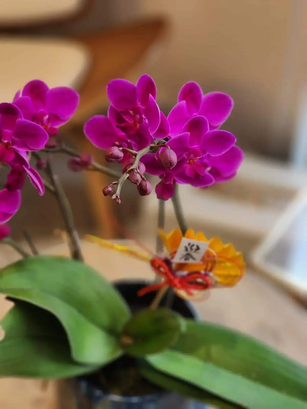 蝴蝶蘭 蘭花 香港花店 即日送花 新春賀年 紫色 Lavish Florist