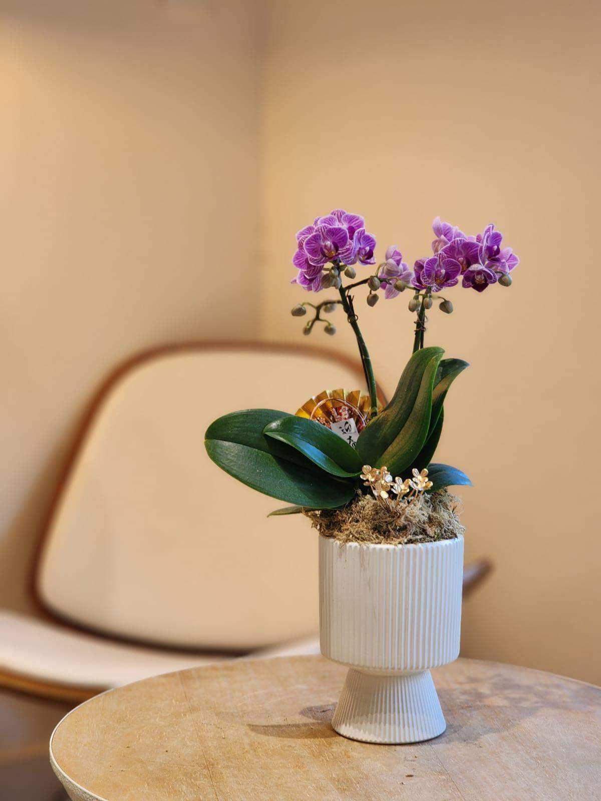 蝴蝶蘭 蘭花 香港花店 即日送花 新春賀年 紫色 Lavish Florist