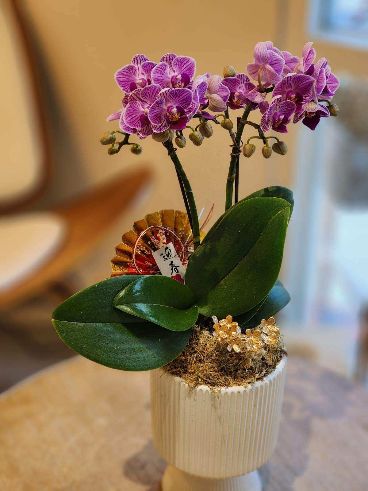 蝴蝶蘭 蘭花 香港花店 即日送花 新春賀年 紫色 Lavish Florist