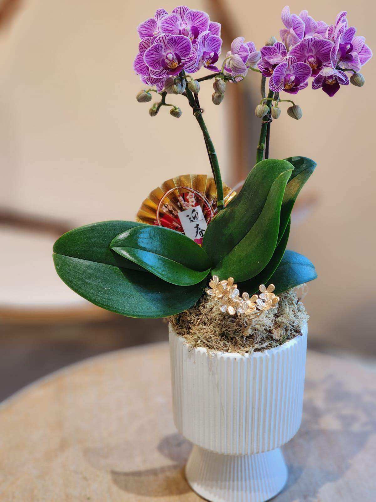 蝴蝶蘭 蘭花 香港花店 即日送花 新春賀年 紫色 Lavish Florist