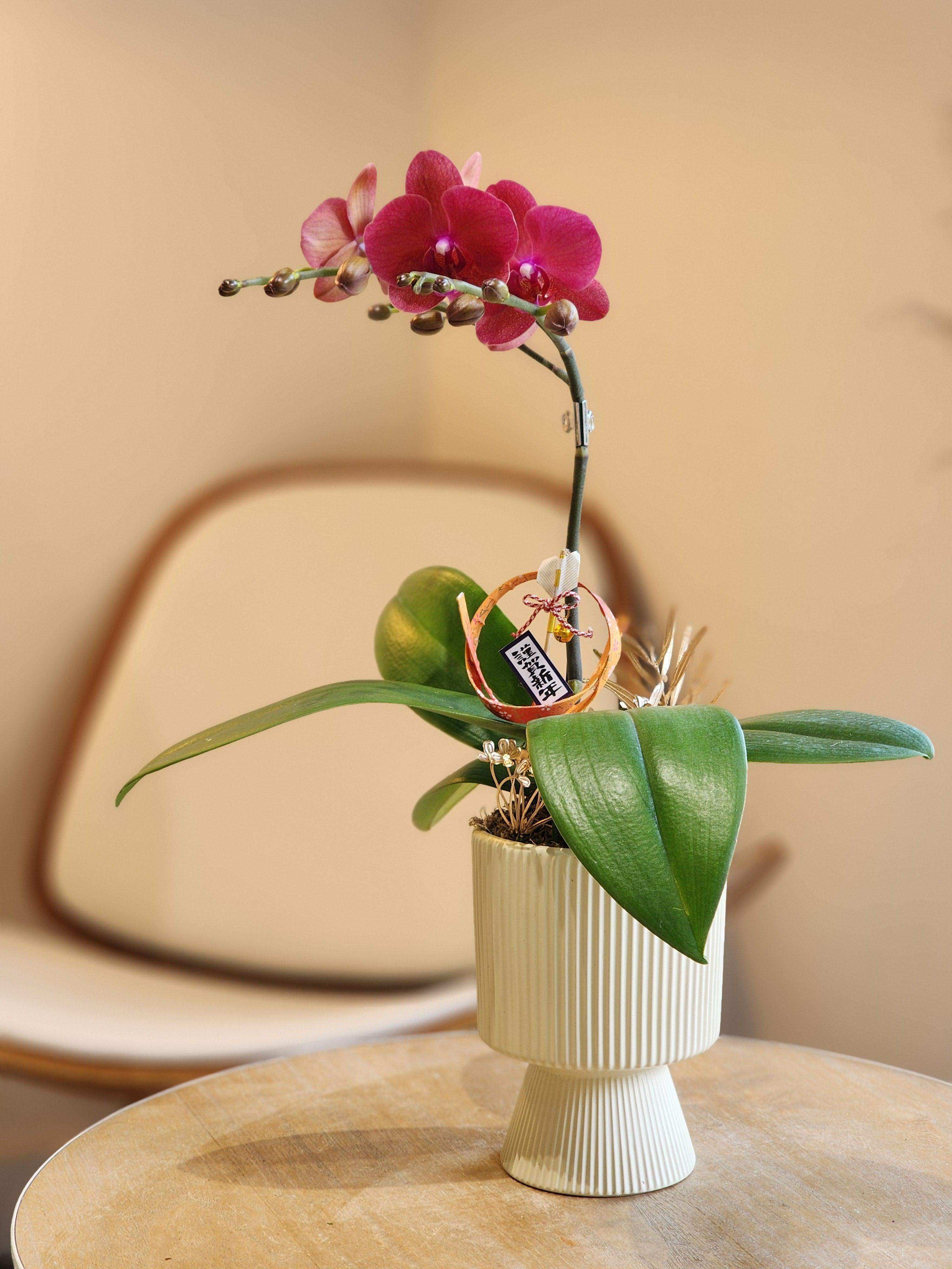 蝴蝶蘭 蘭花 香港花店 即日送花 新春賀年 紅色 Lavish Florist