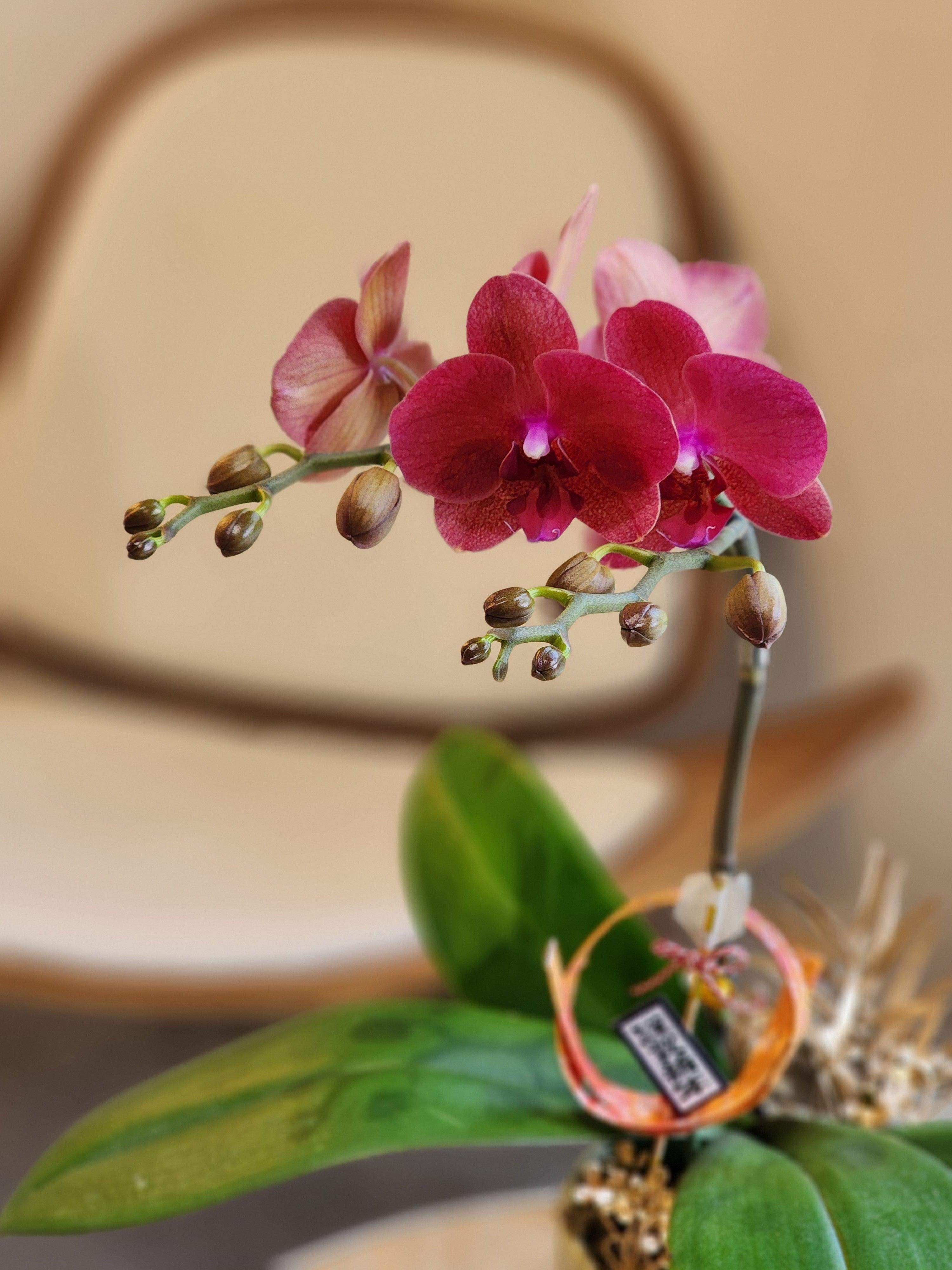 蝴蝶蘭 蘭花 香港花店 即日送花 新春賀年 紅色 Lavish Florist