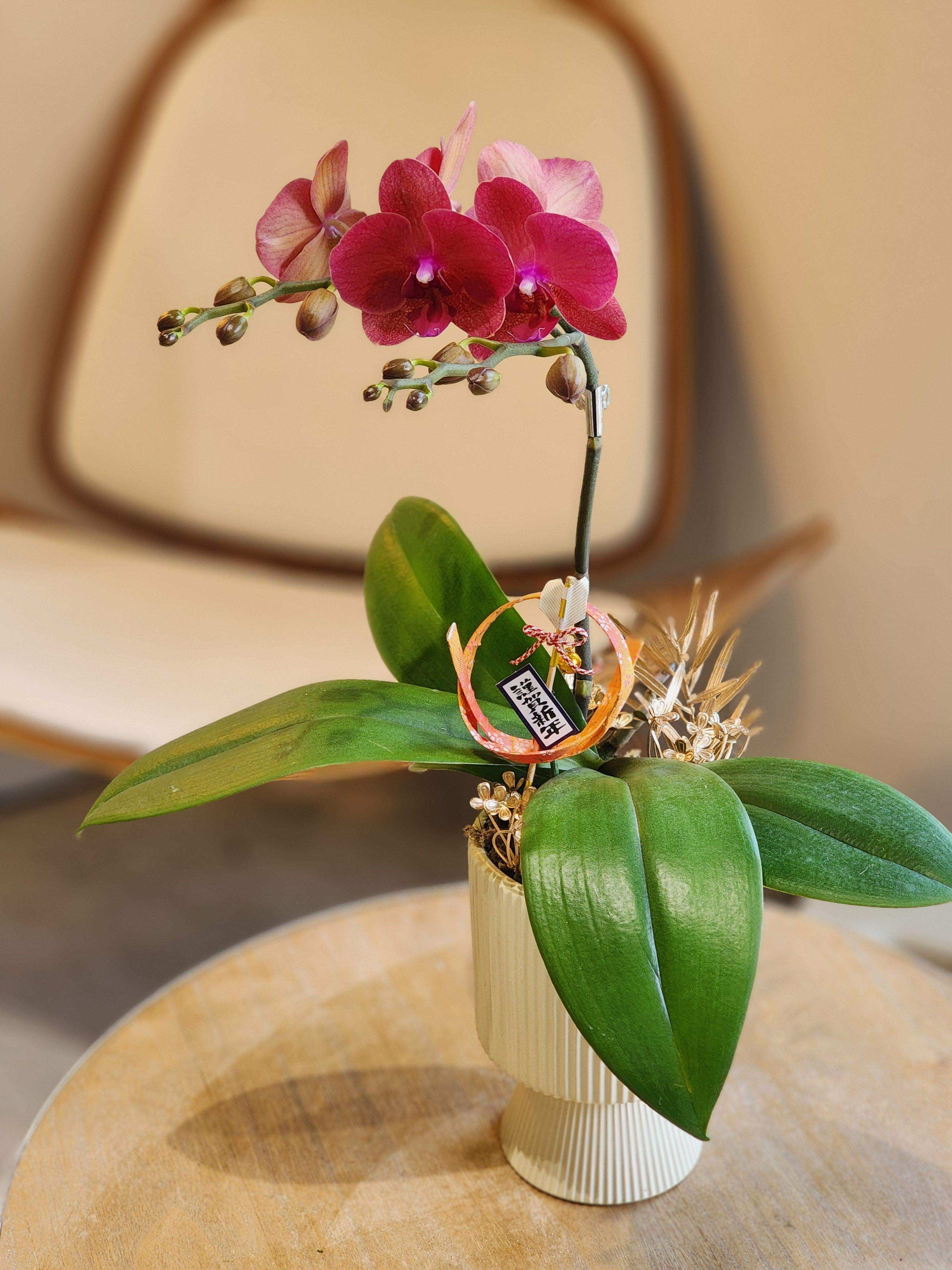 蝴蝶蘭 蘭花 香港花店 即日送花 新春賀年 紅色 Lavish Florist
