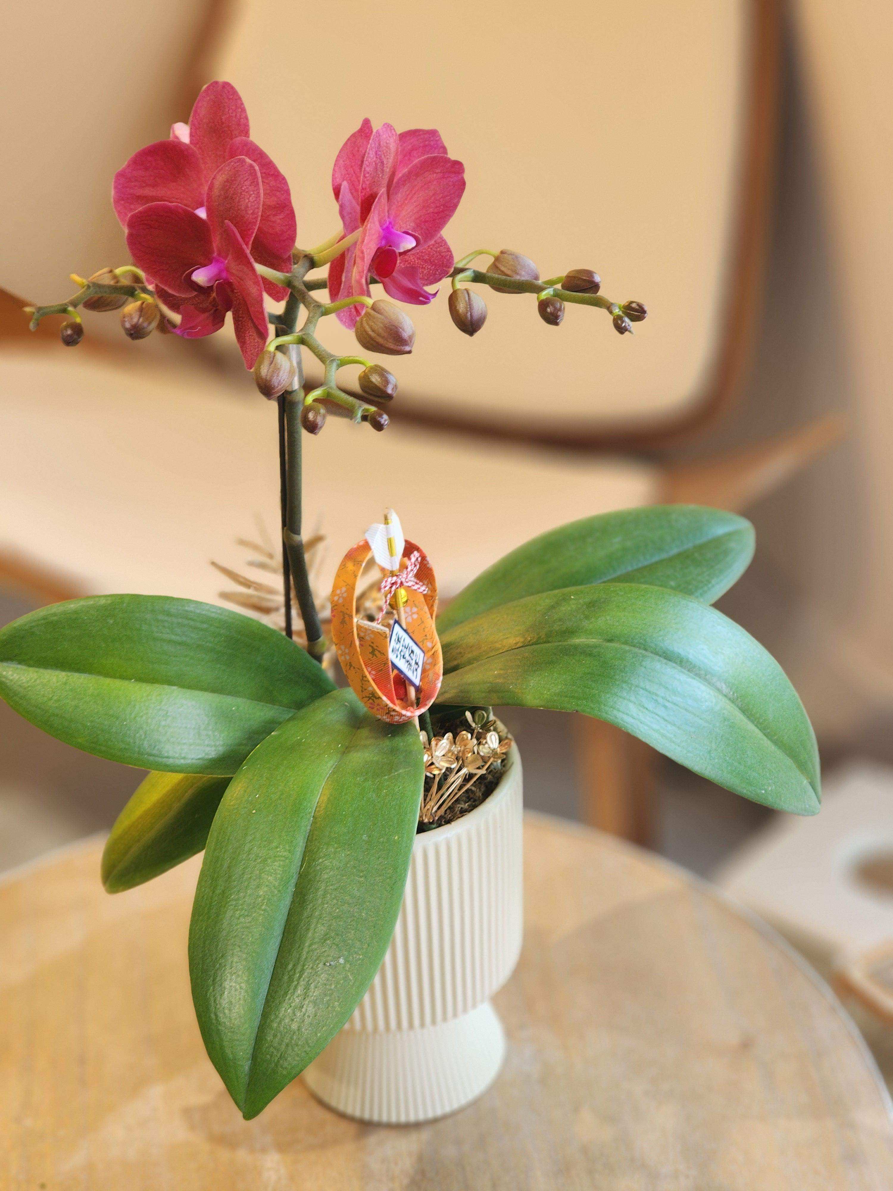 蝴蝶蘭 蘭花 香港花店 即日送花 新春賀年 紅色 Lavish Florist