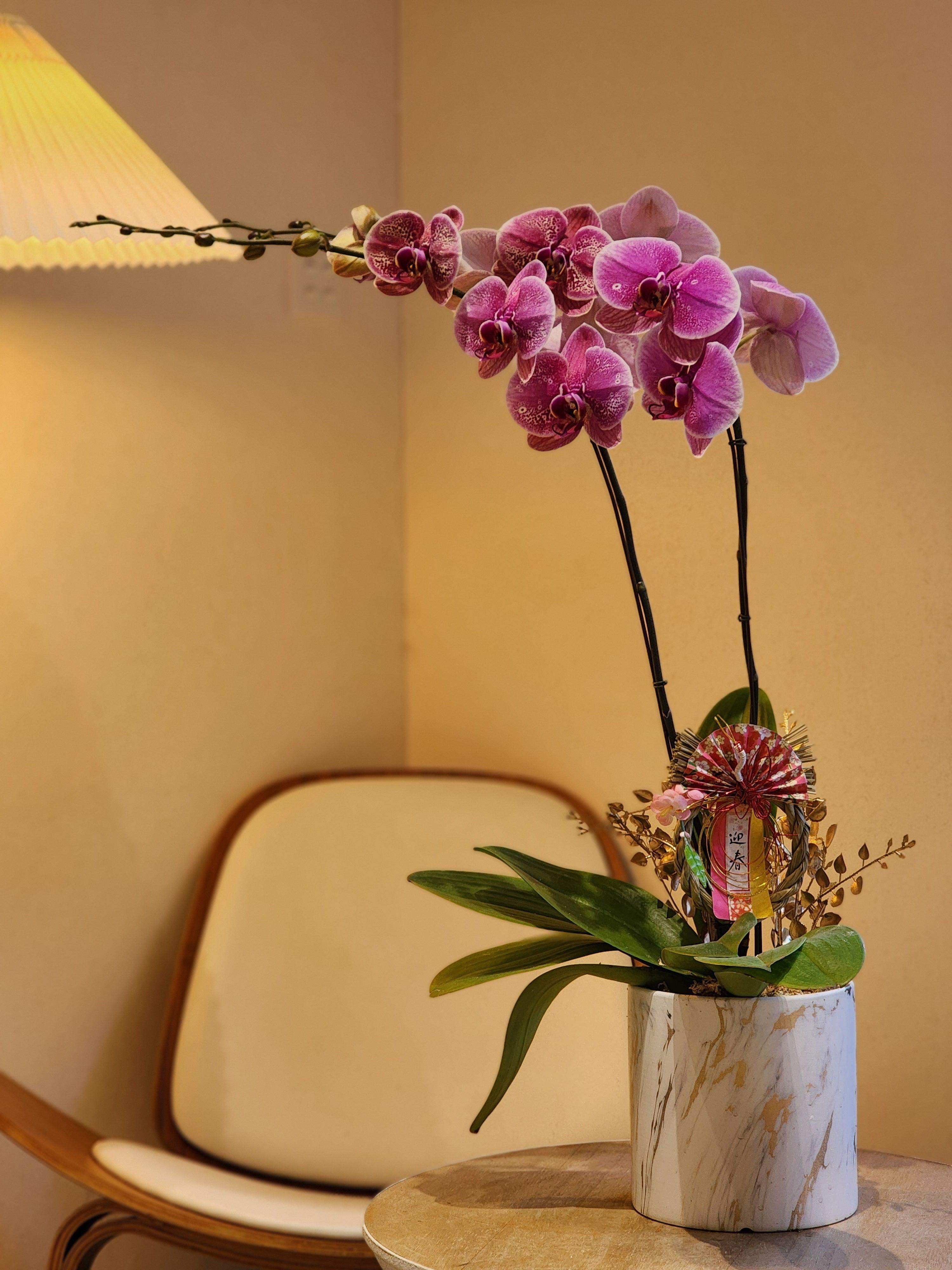 Orchid - Violet (Classic Size) - Lavish Florist