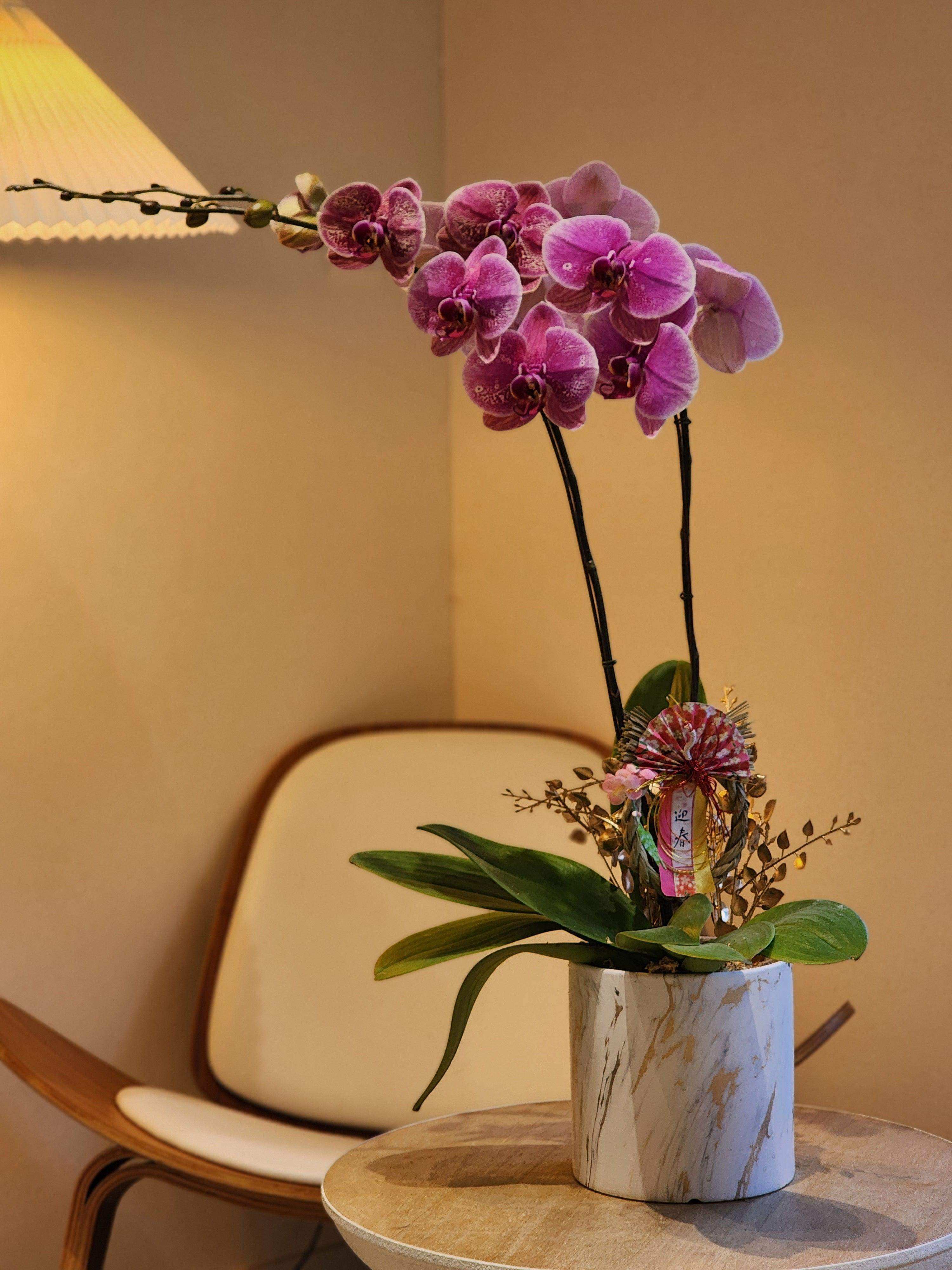 Orchid - Violet (Classic Size) - Lavish Florist