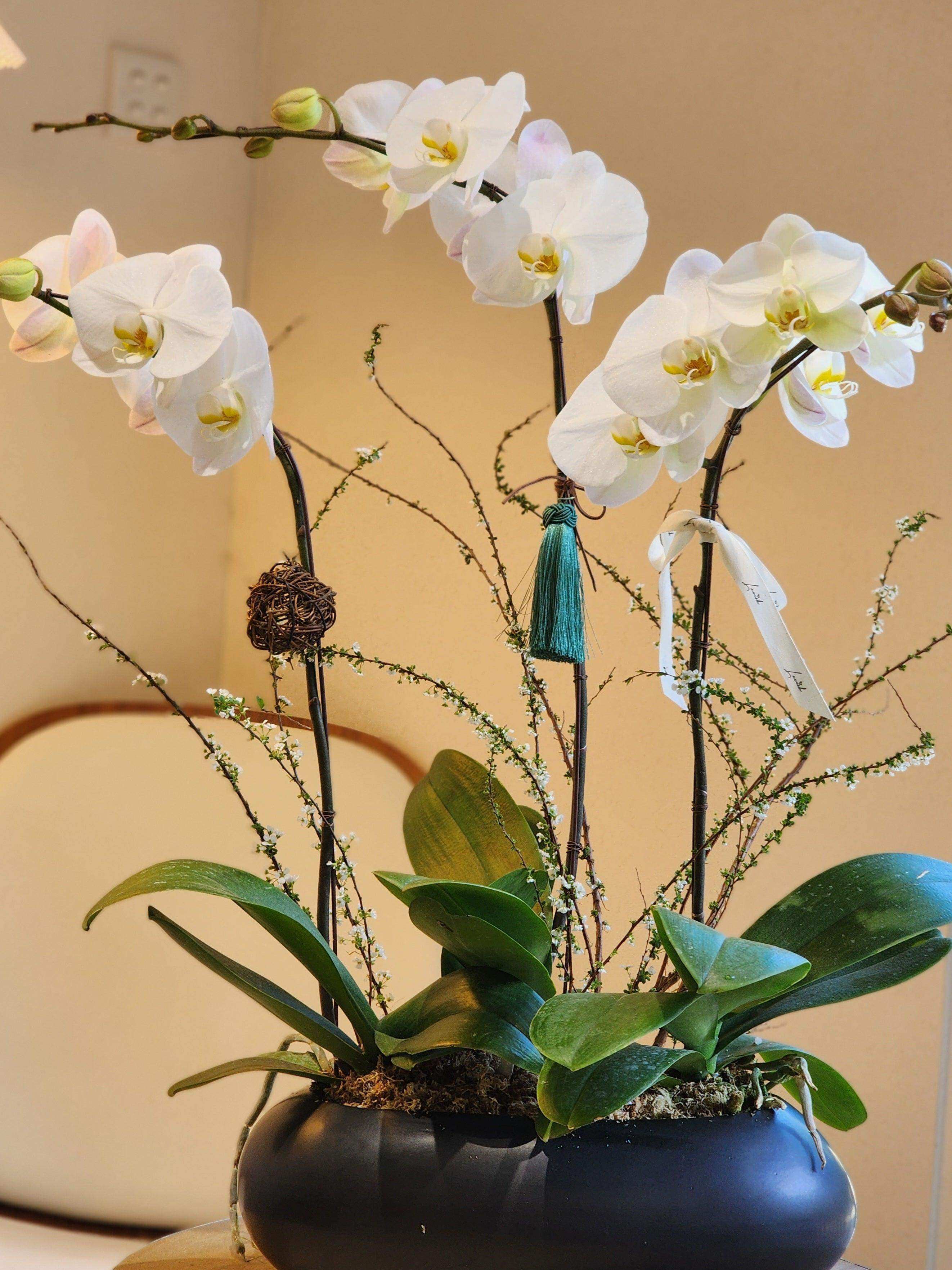 Orchid - White (Deluxe Size) - Lavish Florist