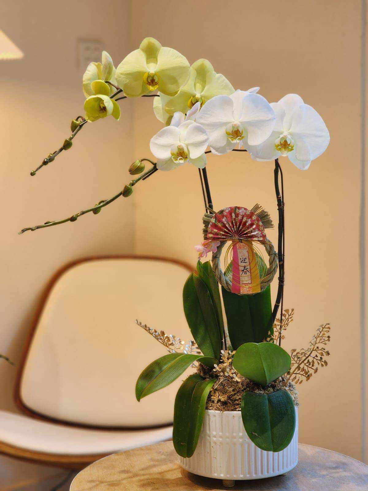 蝴蝶蘭 蘭花 香港花店 即日送花 新春賀年 黃色 Lavish Florist