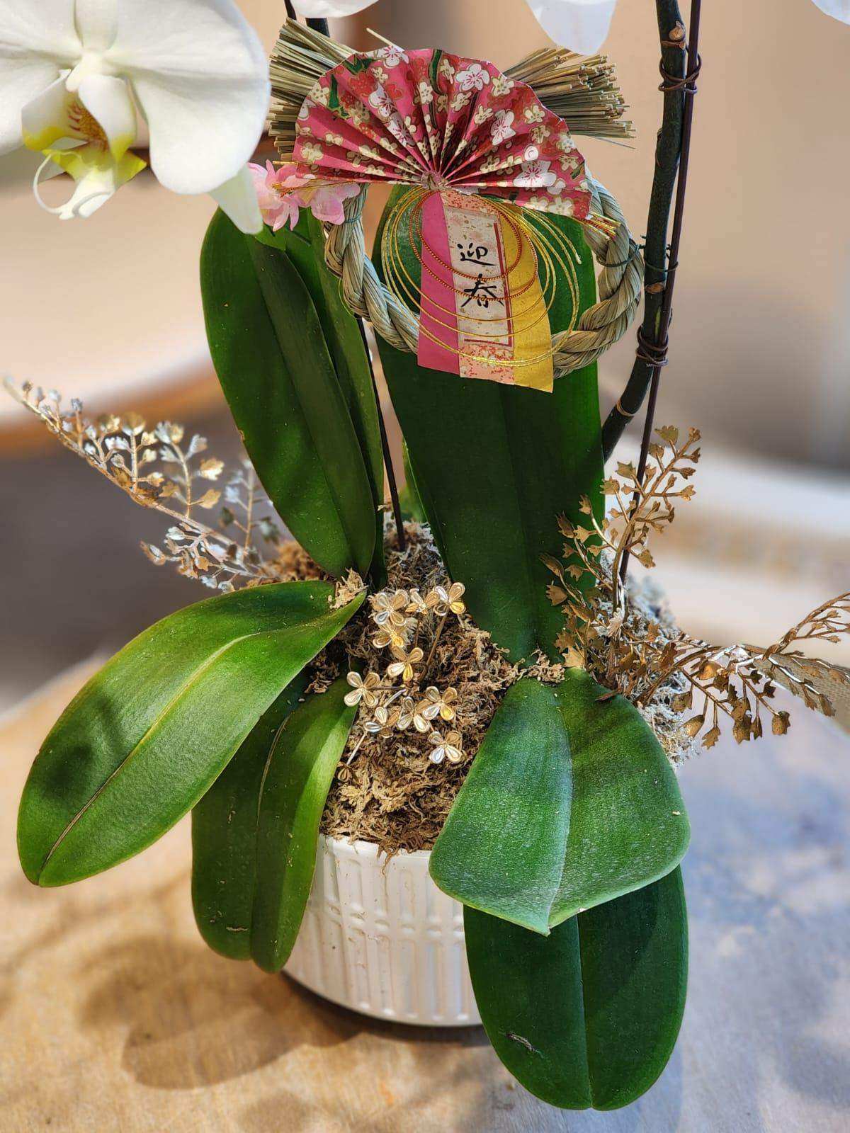 蝴蝶蘭 蘭花 香港花店 即日送花 新春賀年 黃色 Lavish Florist