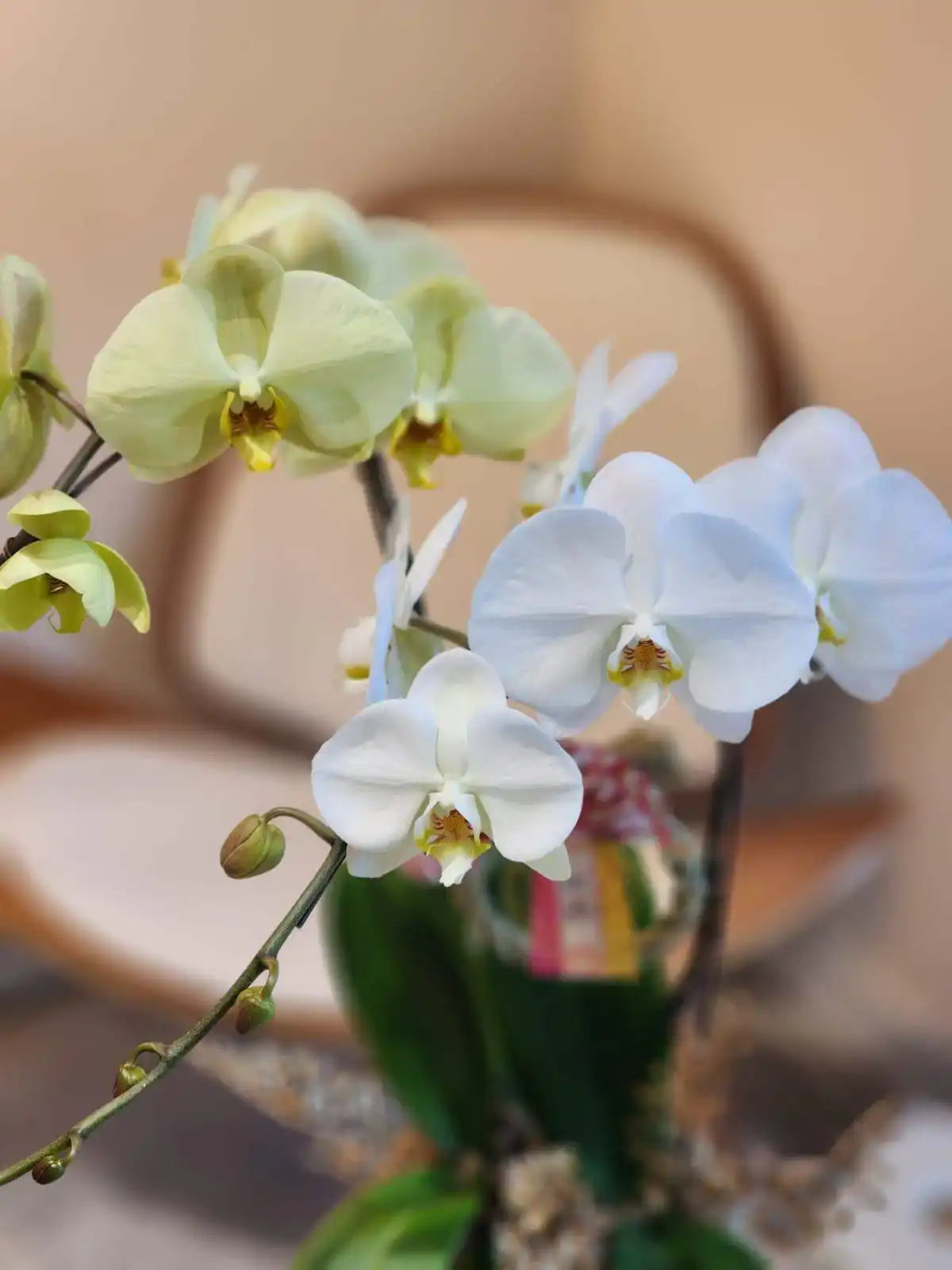 蝴蝶蘭 蘭花 香港花店 即日送花 新春賀年 黃色 Lavish Florist