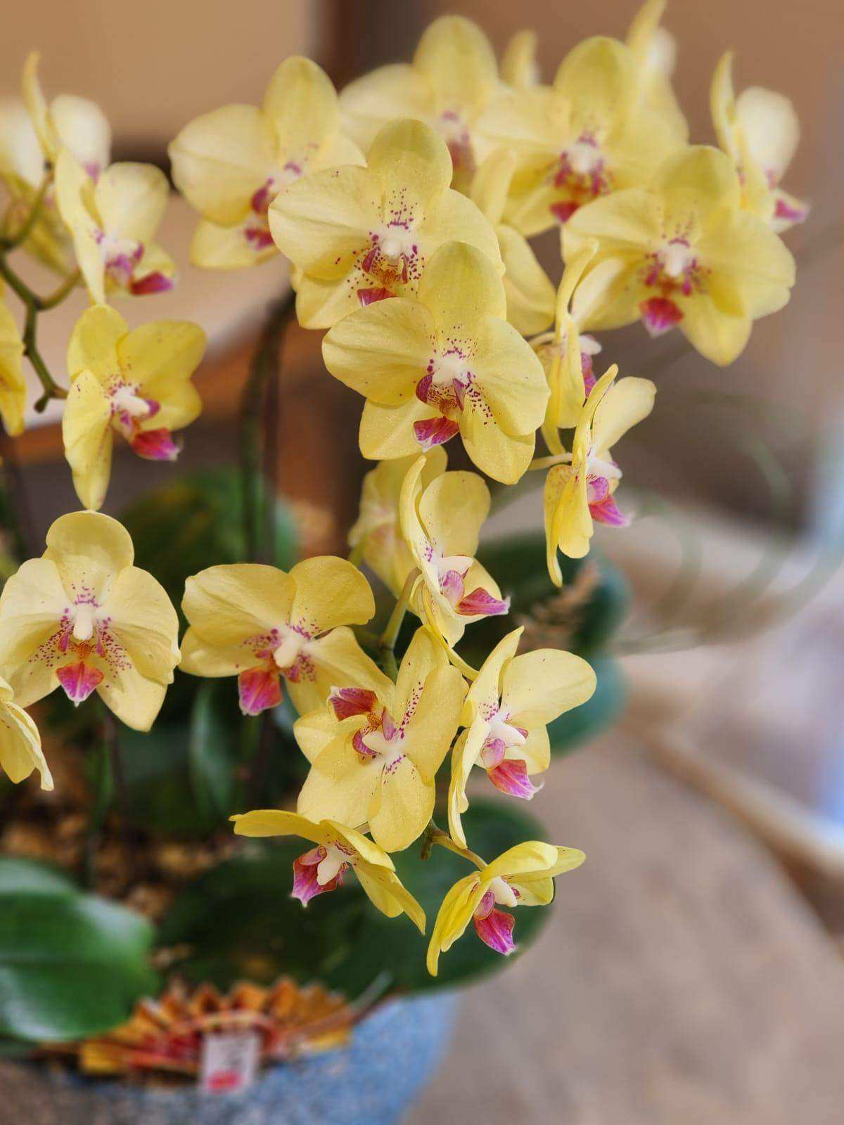 蝴蝶蘭 蘭花 香港花店 即日送花 新春賀年 黃色 Lavish Florist