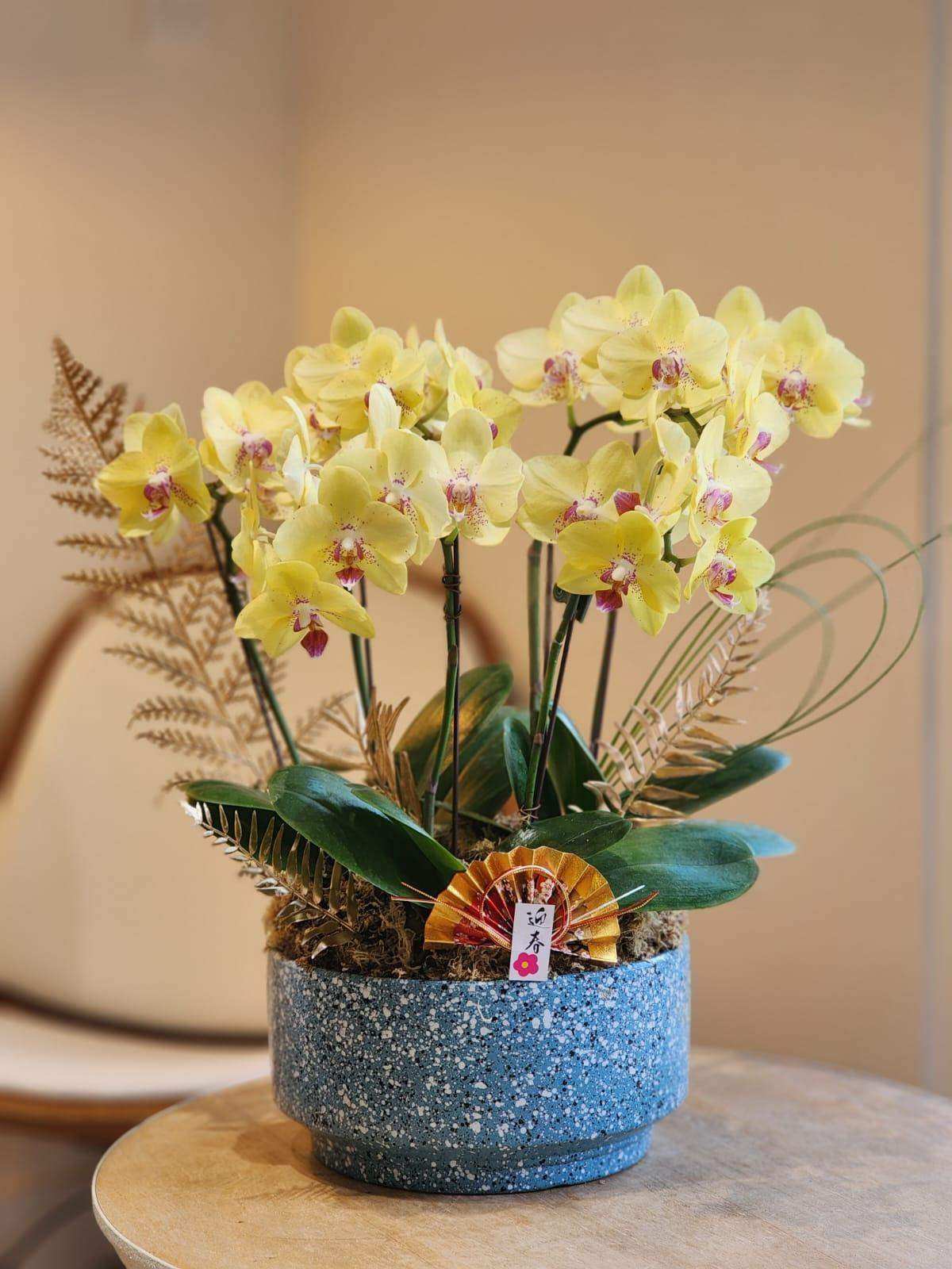 蝴蝶蘭 蘭花 香港花店 即日送花 新春賀年 黃色 Lavish Florist