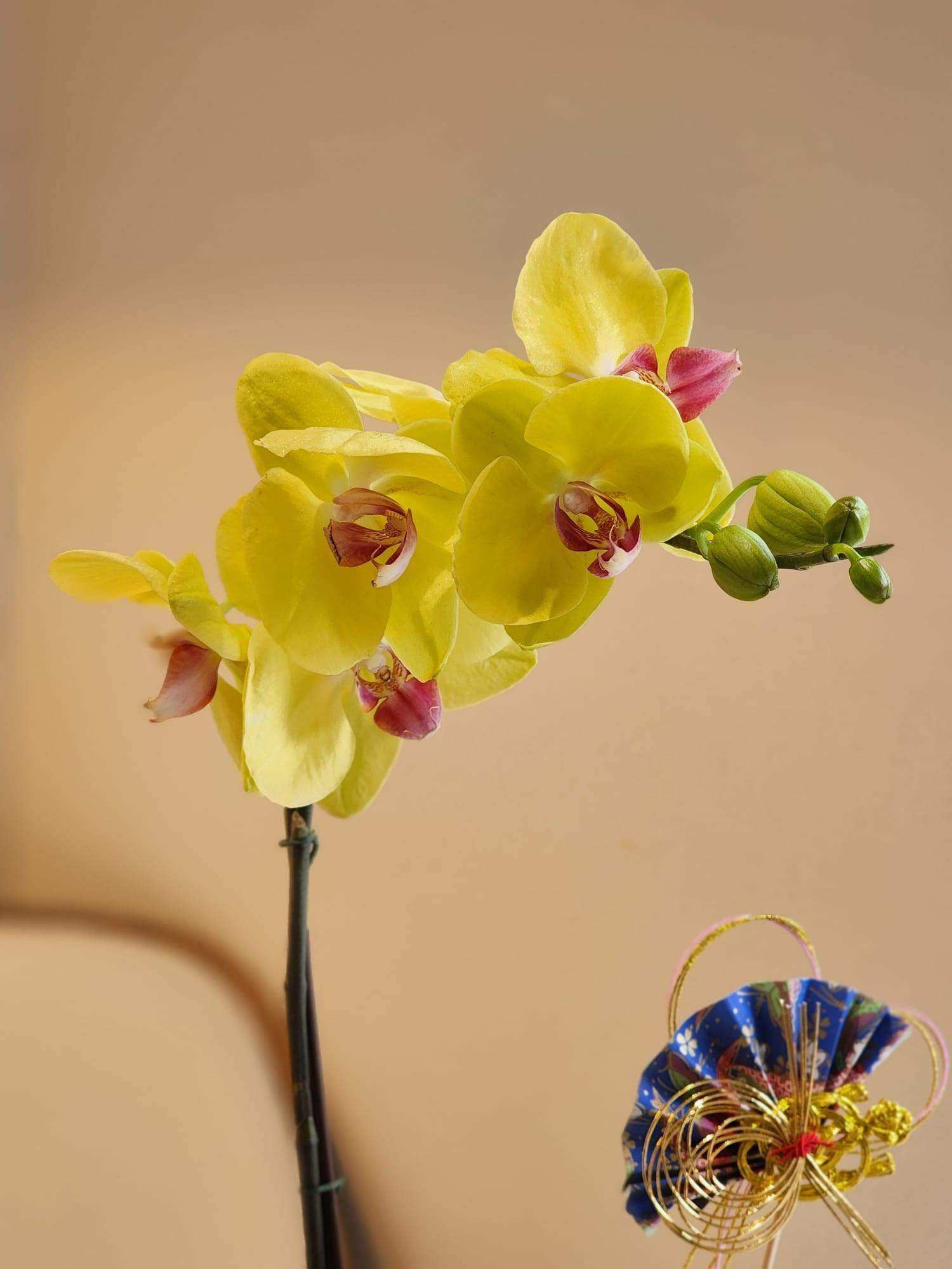 蝴蝶蘭 蘭花 香港花店 即日送花 新春賀年 黃色 Lavish Florist