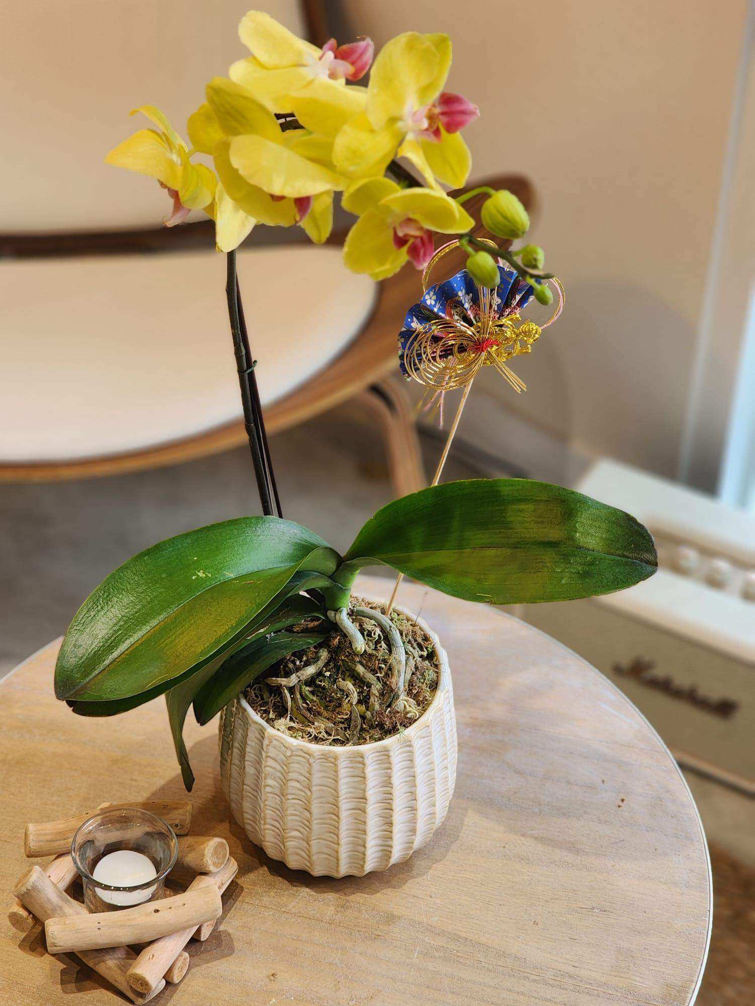 蝴蝶蘭 蘭花 香港花店 即日送花 新春賀年 黃色 Lavish Florist
