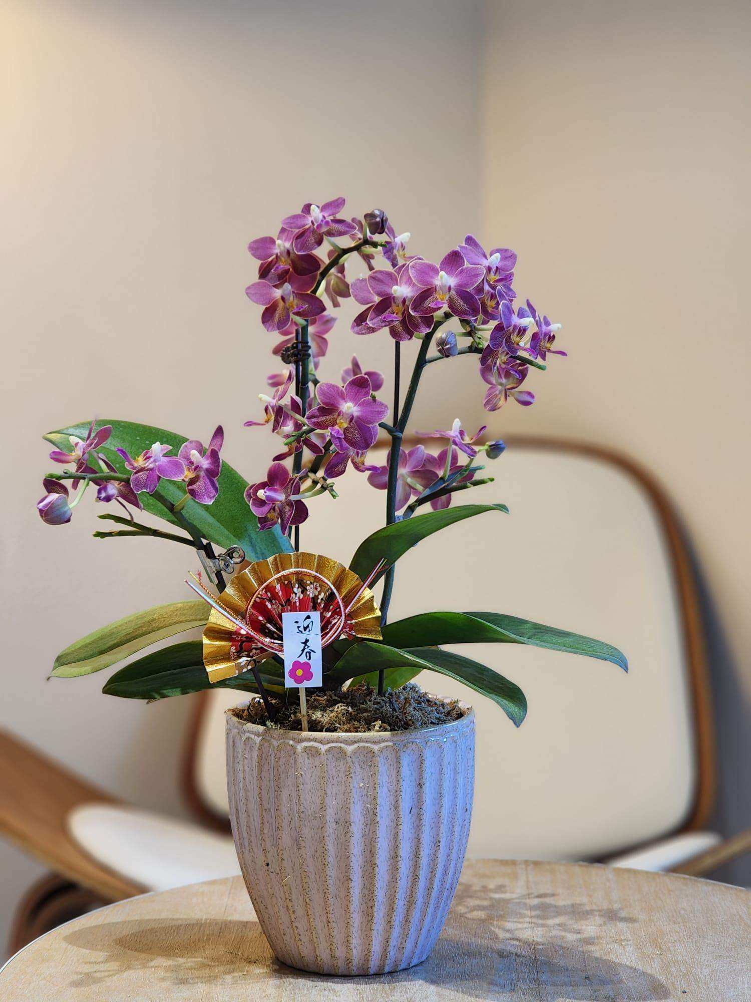 蝴蝶蘭 蘭花 香港花店 即日送花 新春賀年 紫色 Lavish Florist