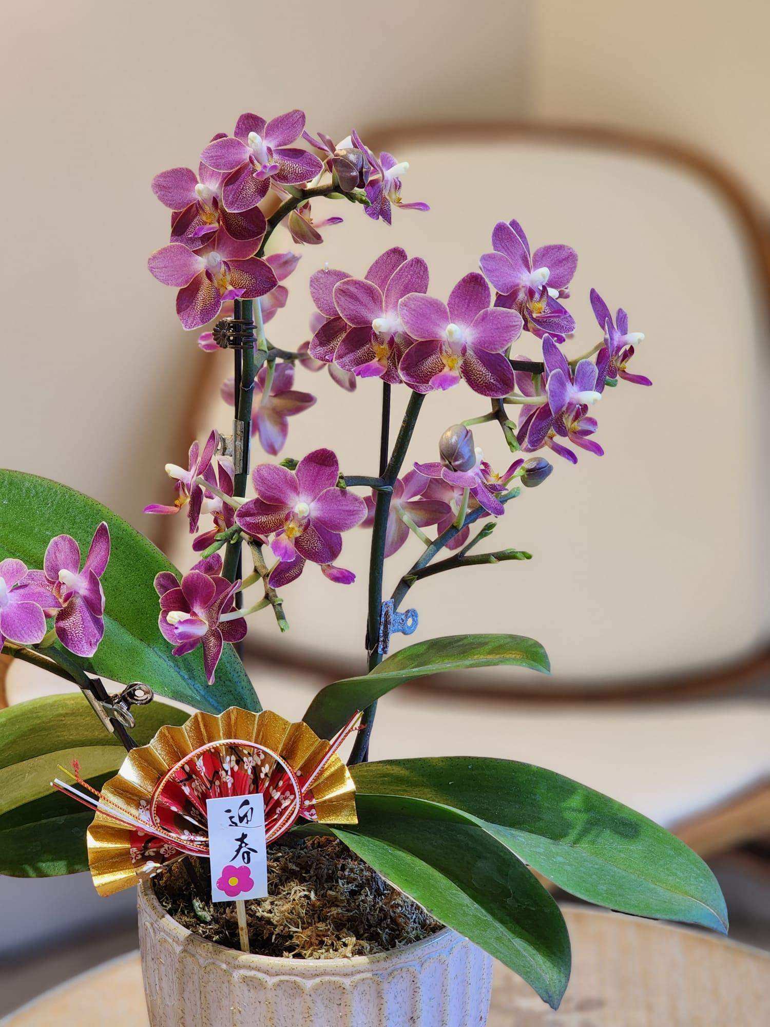 蝴蝶蘭 蘭花 香港花店 即日送花 新春賀年 紫色 Lavish Florist