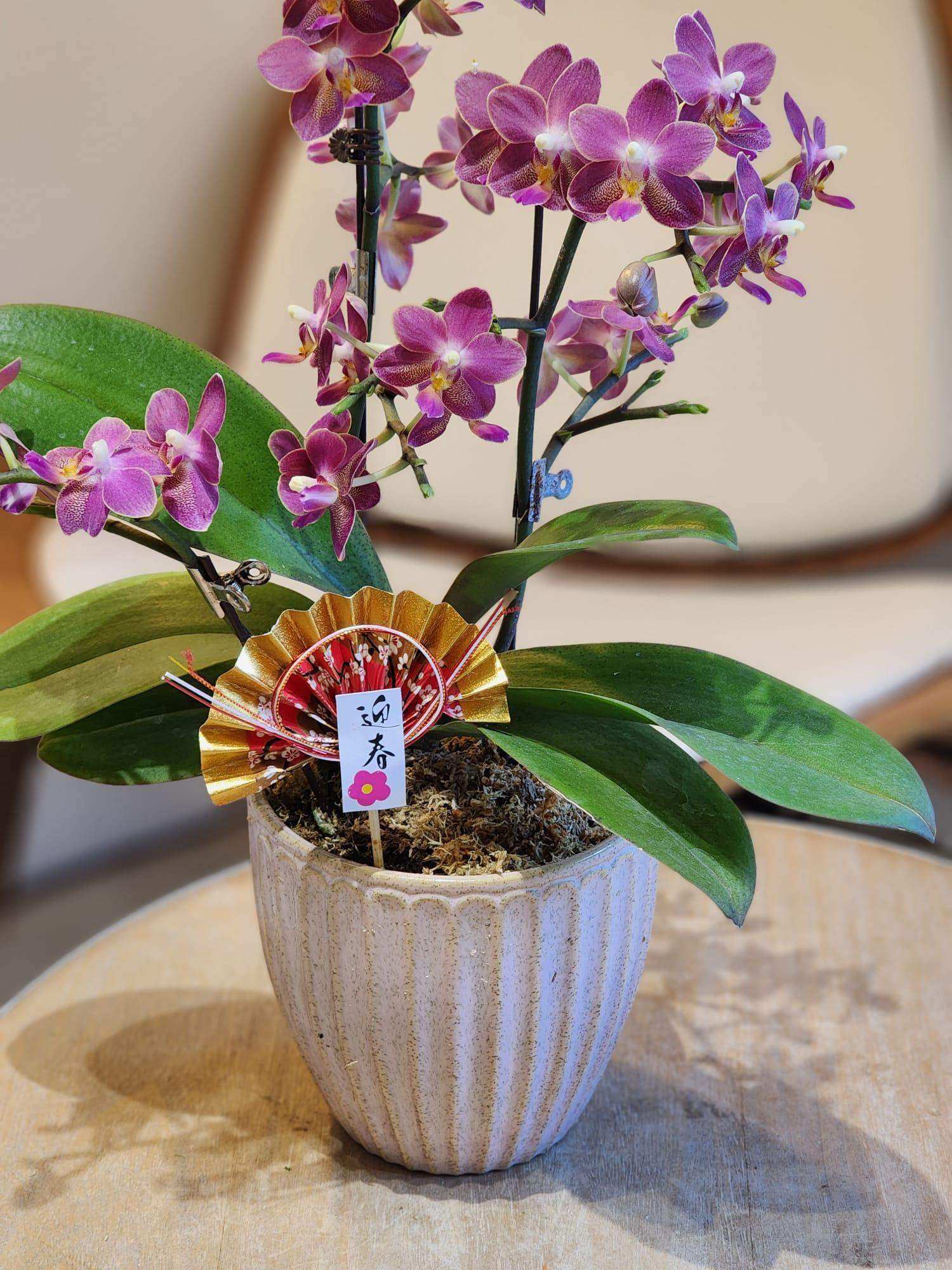 蝴蝶蘭 蘭花 香港花店 即日送花 新春賀年 紫色 Lavish Florist