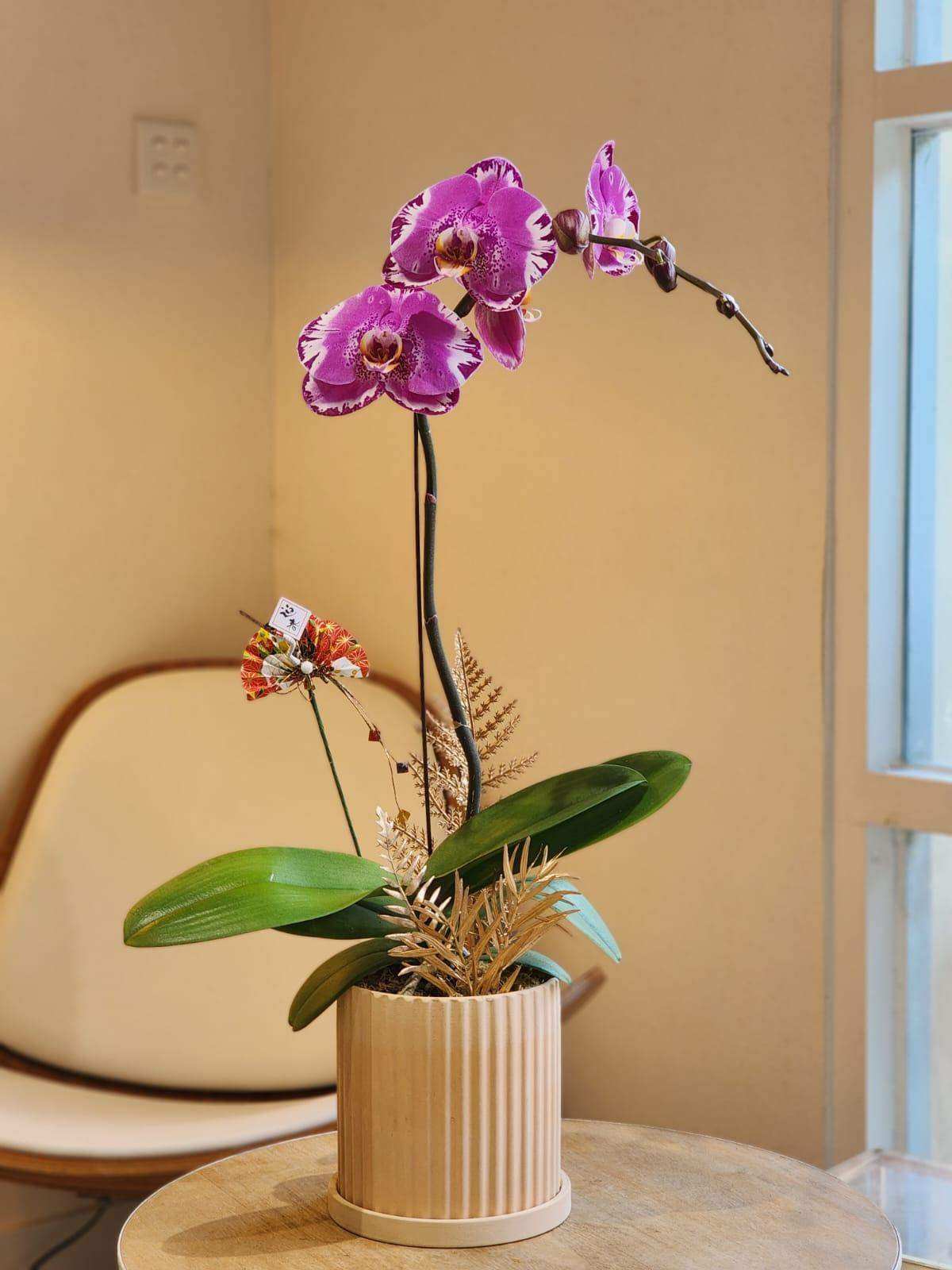 蝴蝶蘭 蘭花 香港花店 即日送花 新春賀年 紫色 Lavish Florist