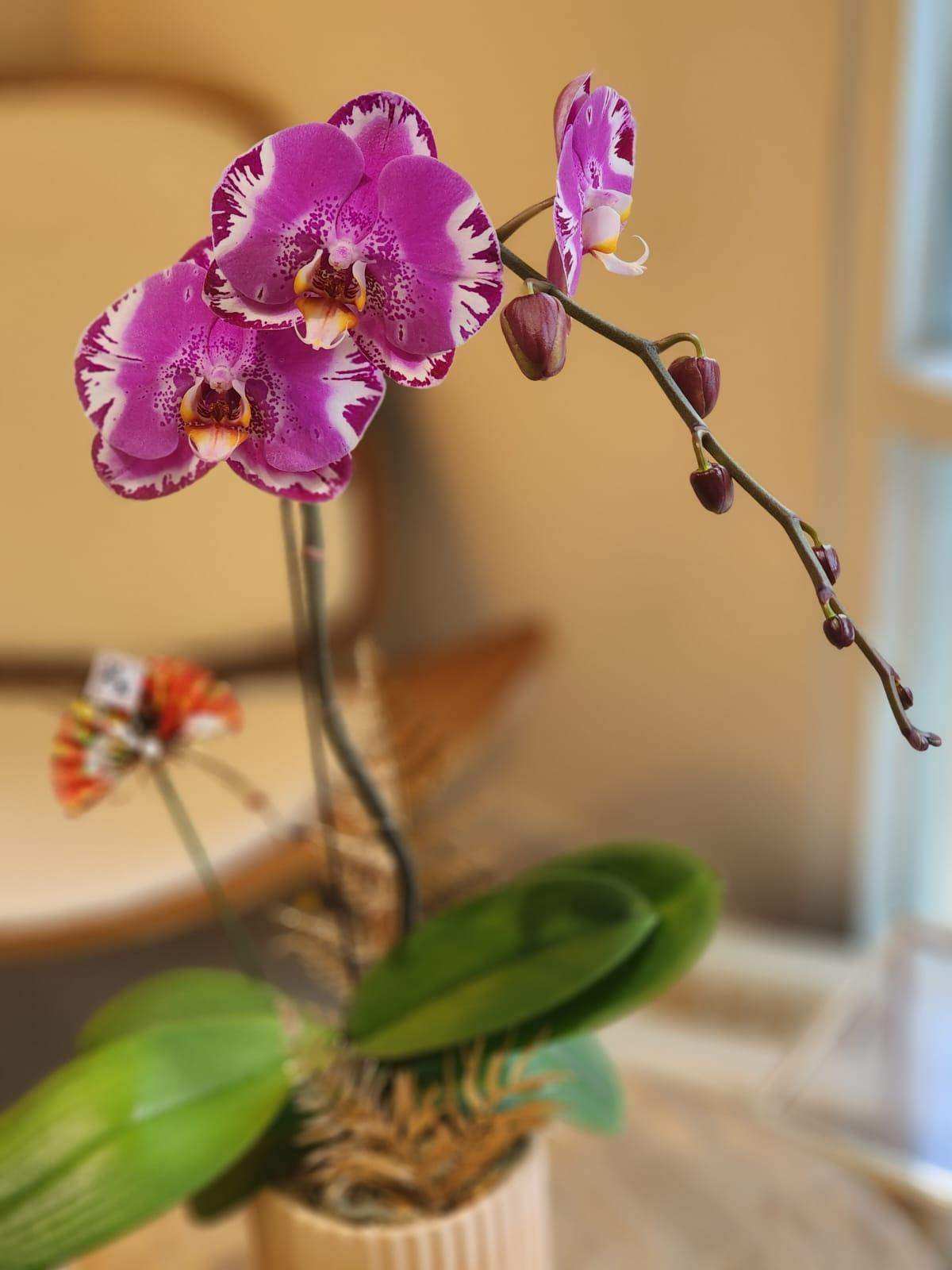 蝴蝶蘭 蘭花 香港花店 即日送花 新春賀年 紫色 Lavish Florist