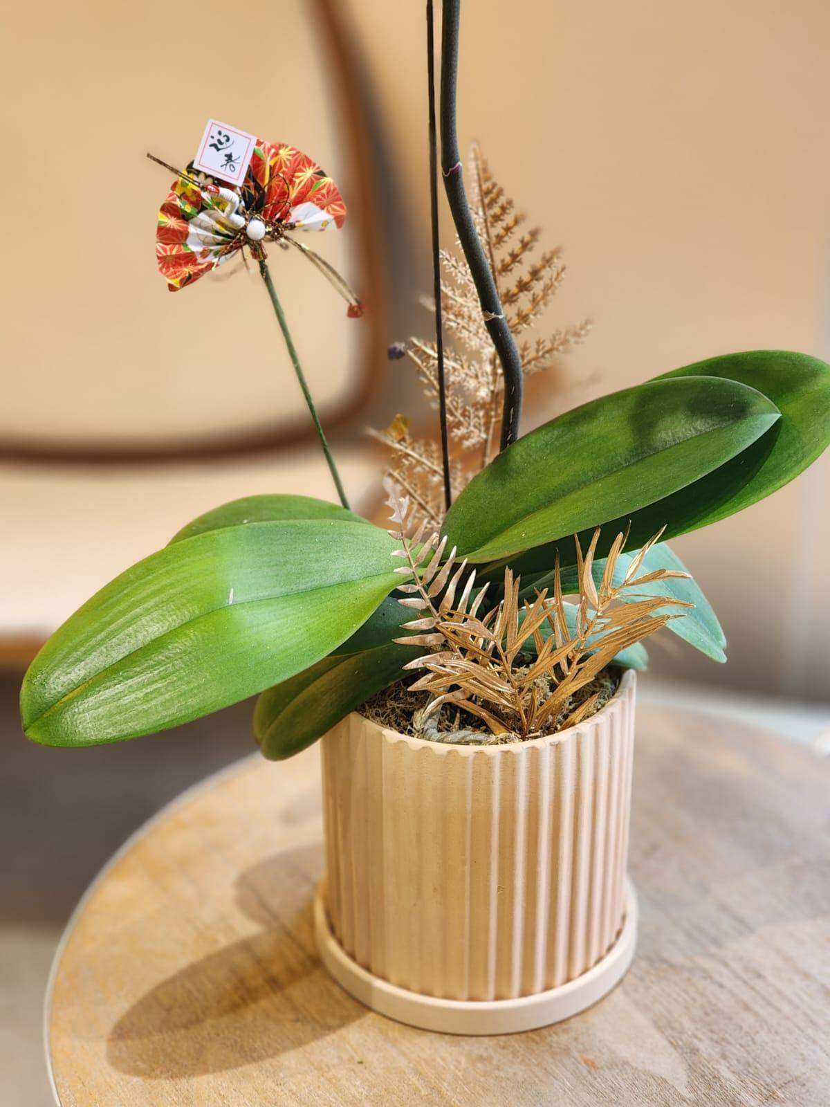 蝴蝶蘭 蘭花 香港花店 即日送花 新春賀年 紫色 Lavish Florist