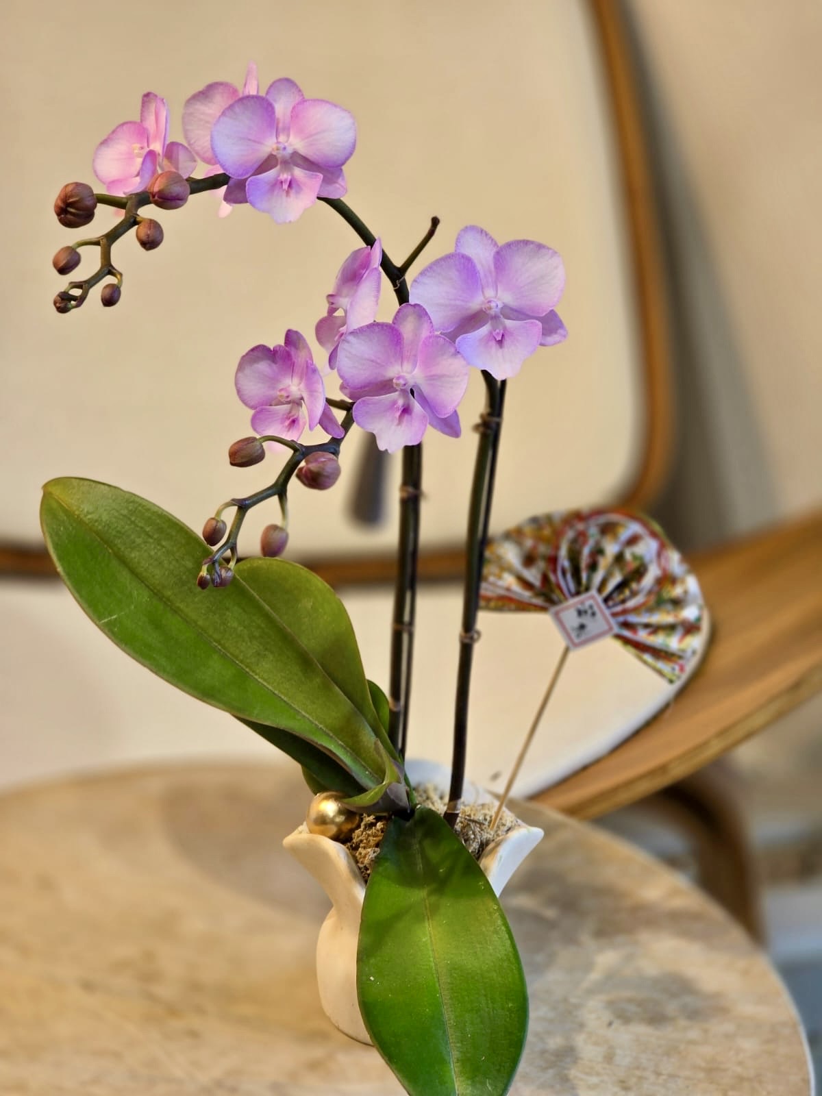 Two Stems Orchid - Soft Pink (Classic Size)