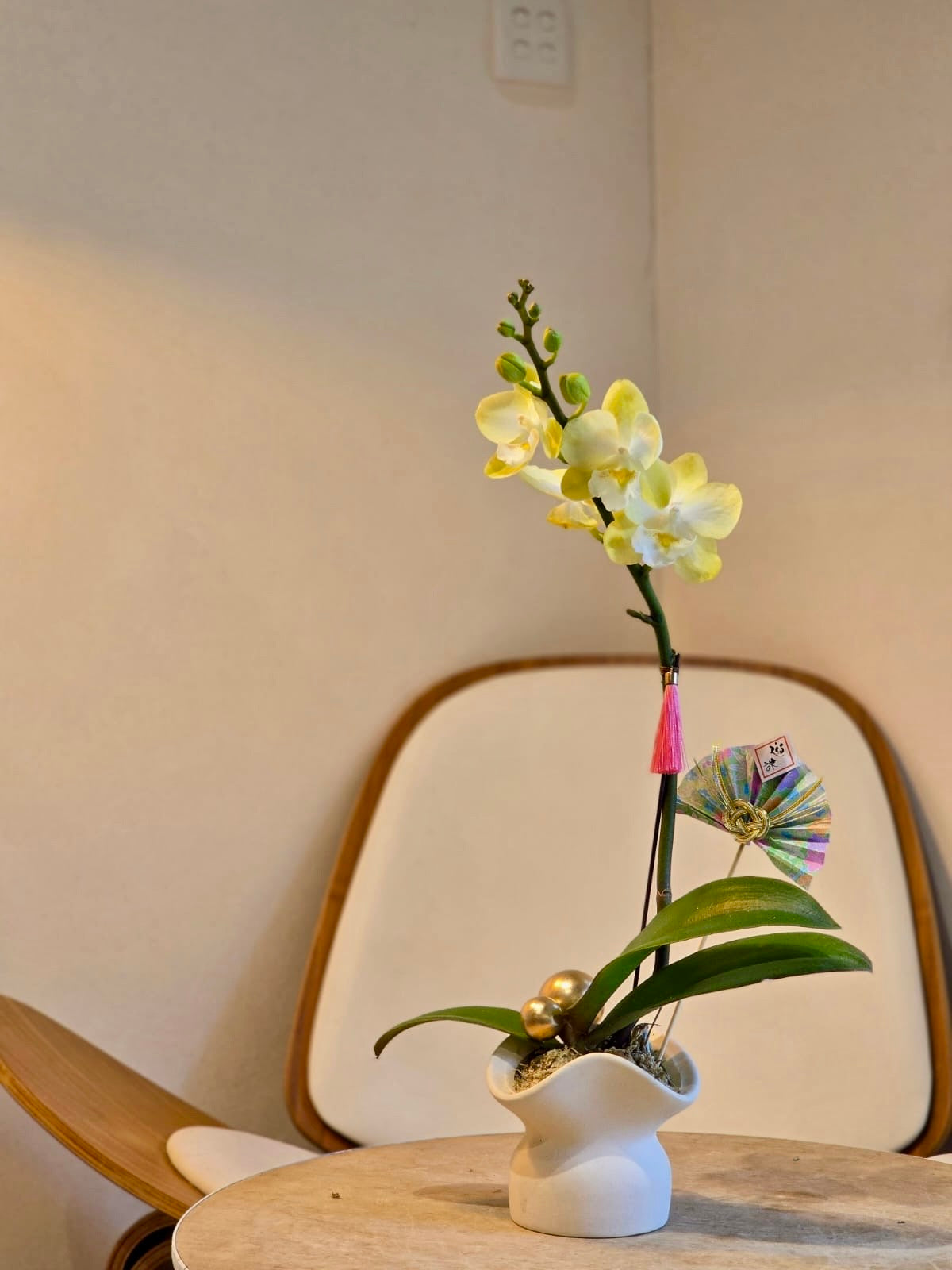 Single Orchid - Yellow (Classic Size)