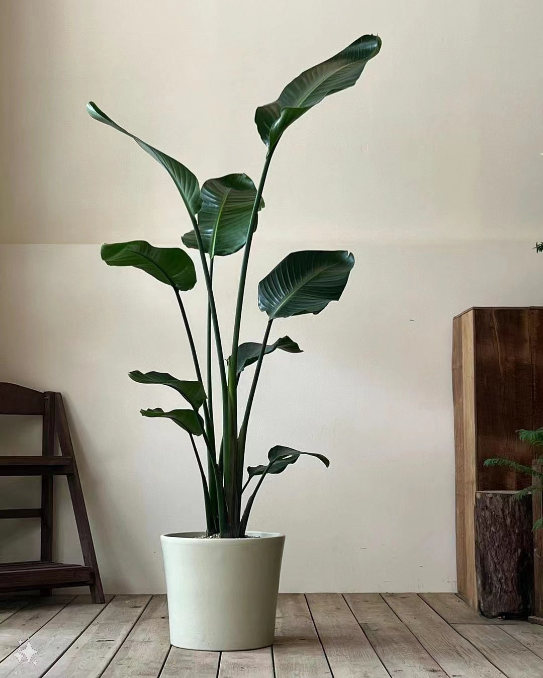 Lavish Florist 綠植 植物護理 植物 大型植物