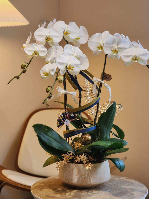 Grand opening orchid, elegant white, Taiwanese Da Bai Hua phalaenopsis with gold ribbon detailing, Lavish Florist