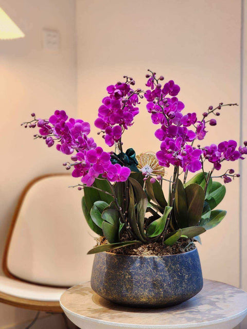 Grand opening orchid, graceful purple, Taiwanese phalaenopsis in deep blue ceramic pot, Lavish Florist