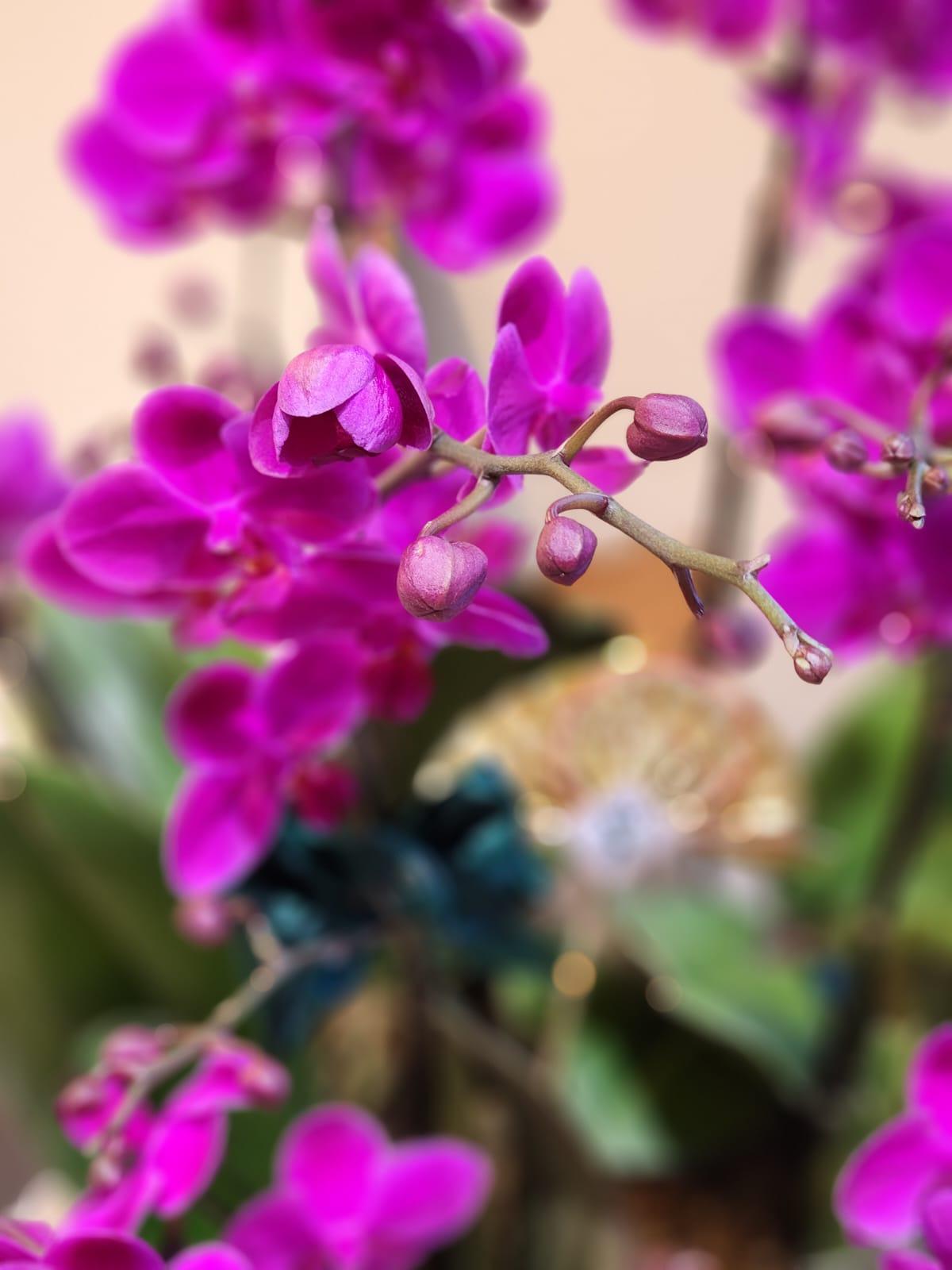 台灣蝴蝶蘭-紫色（豪華尺寸）