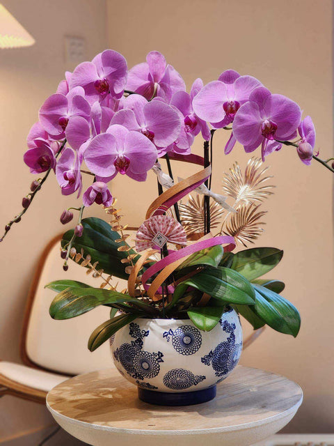 Grand opening orchid, noble purple, Taiwanese purple-pink phalaenopsis in blue-and-white porcelain pot, Lavish Florist