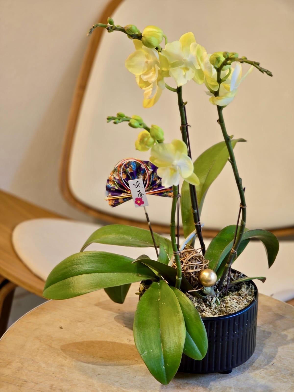 3 Stems Orchid - Yellow (Classic Size)