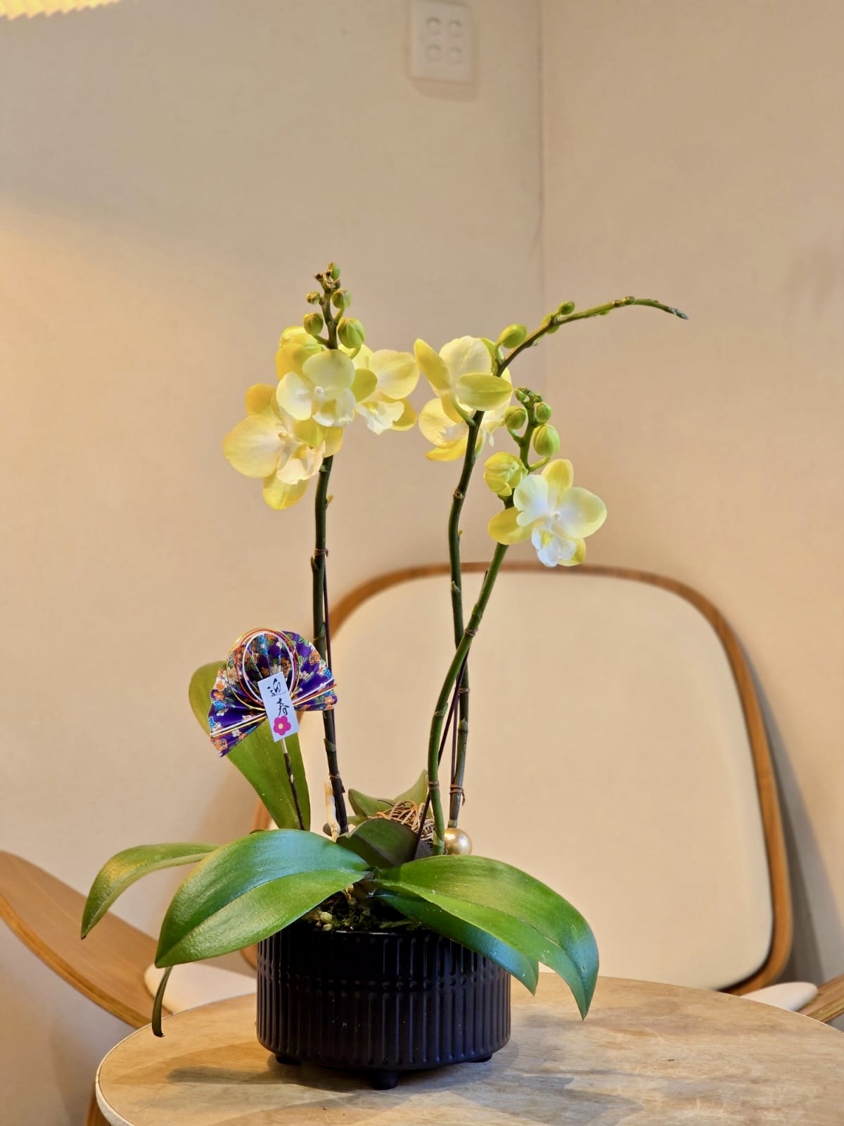 3 Stems Orchid - Yellow (Classic Size)