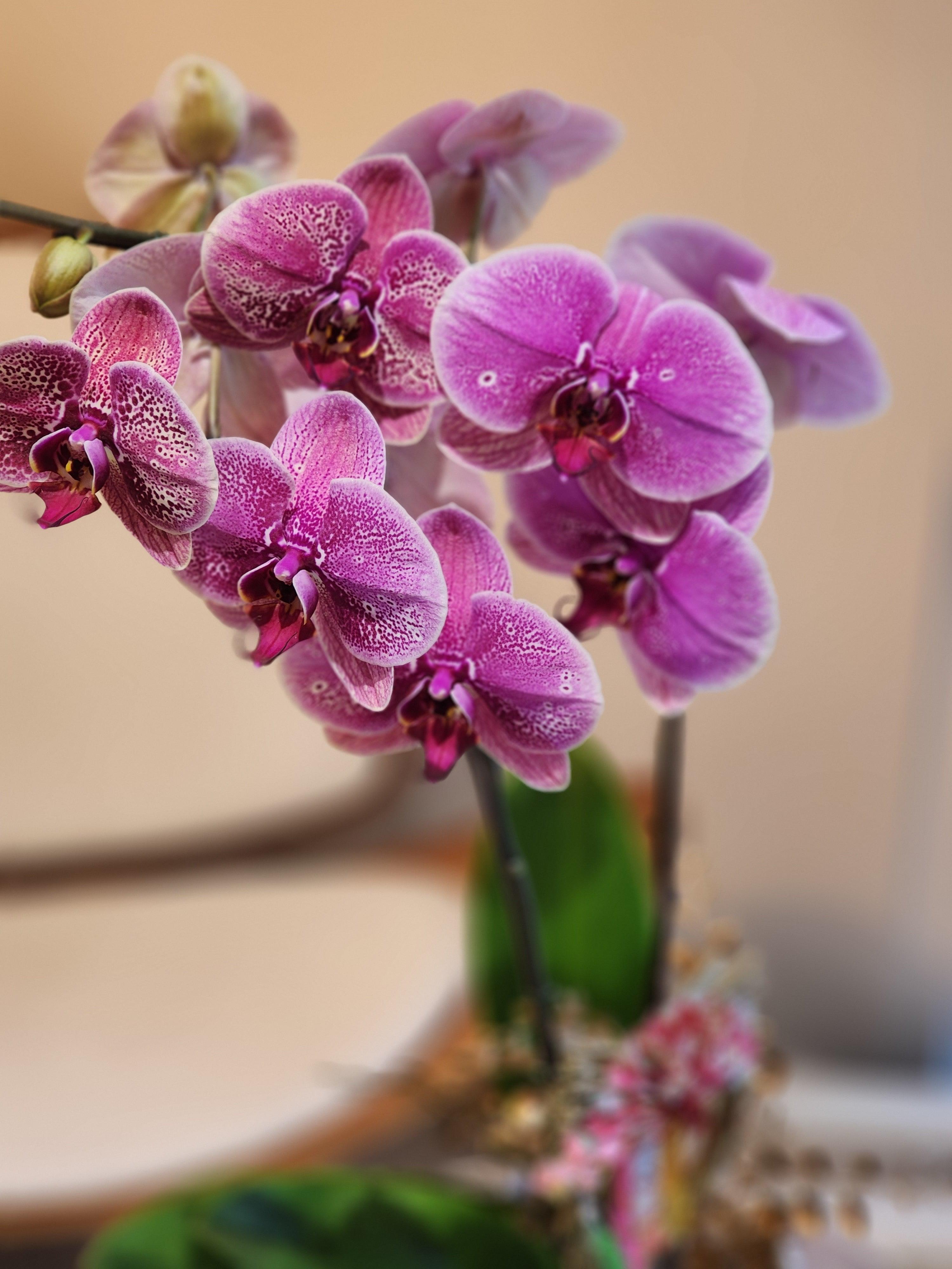 Orchid - Violet (Classic Size) - Lavish Florist