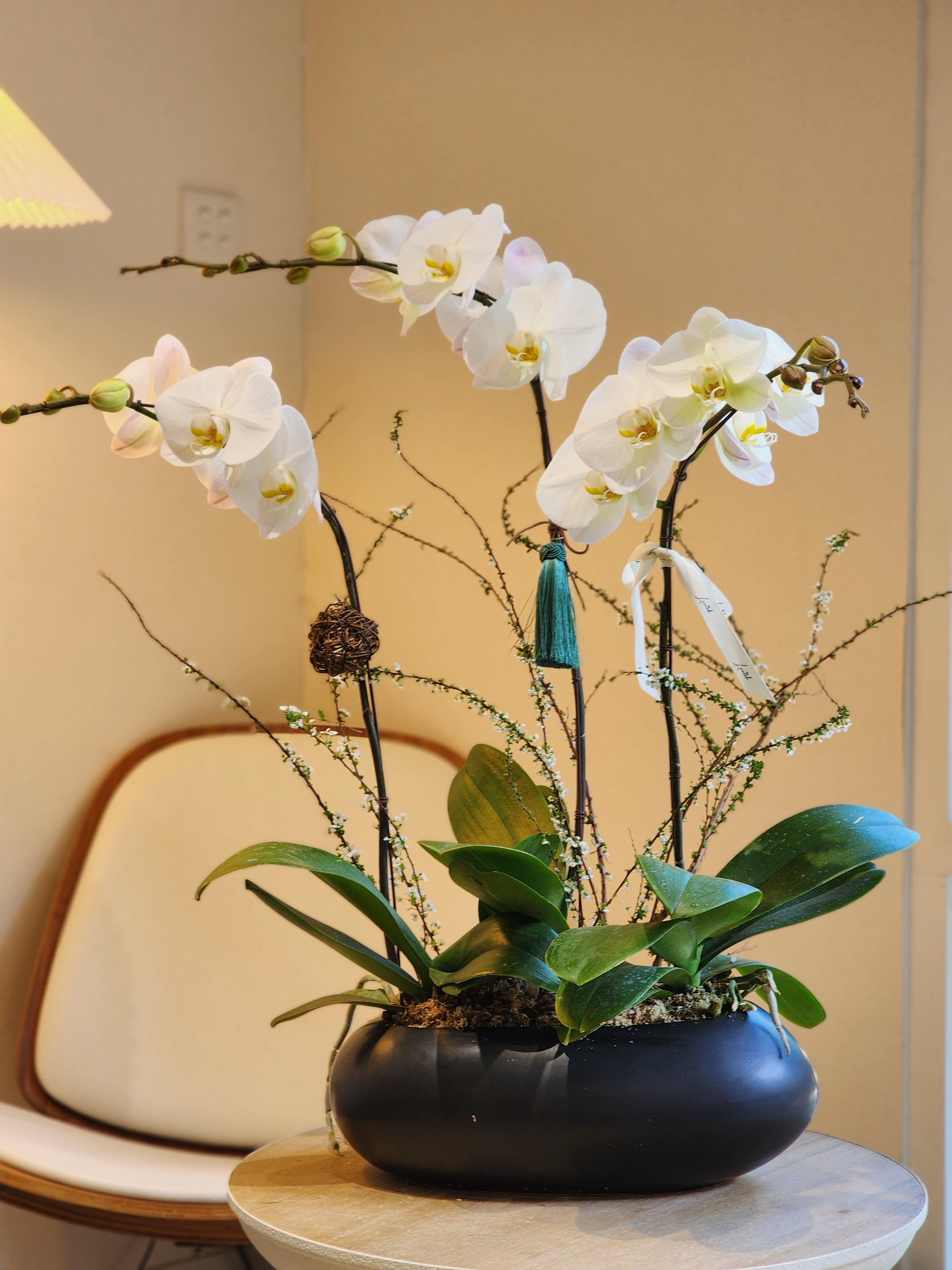 Orchid - White (Deluxe Size) - Lavish Florist