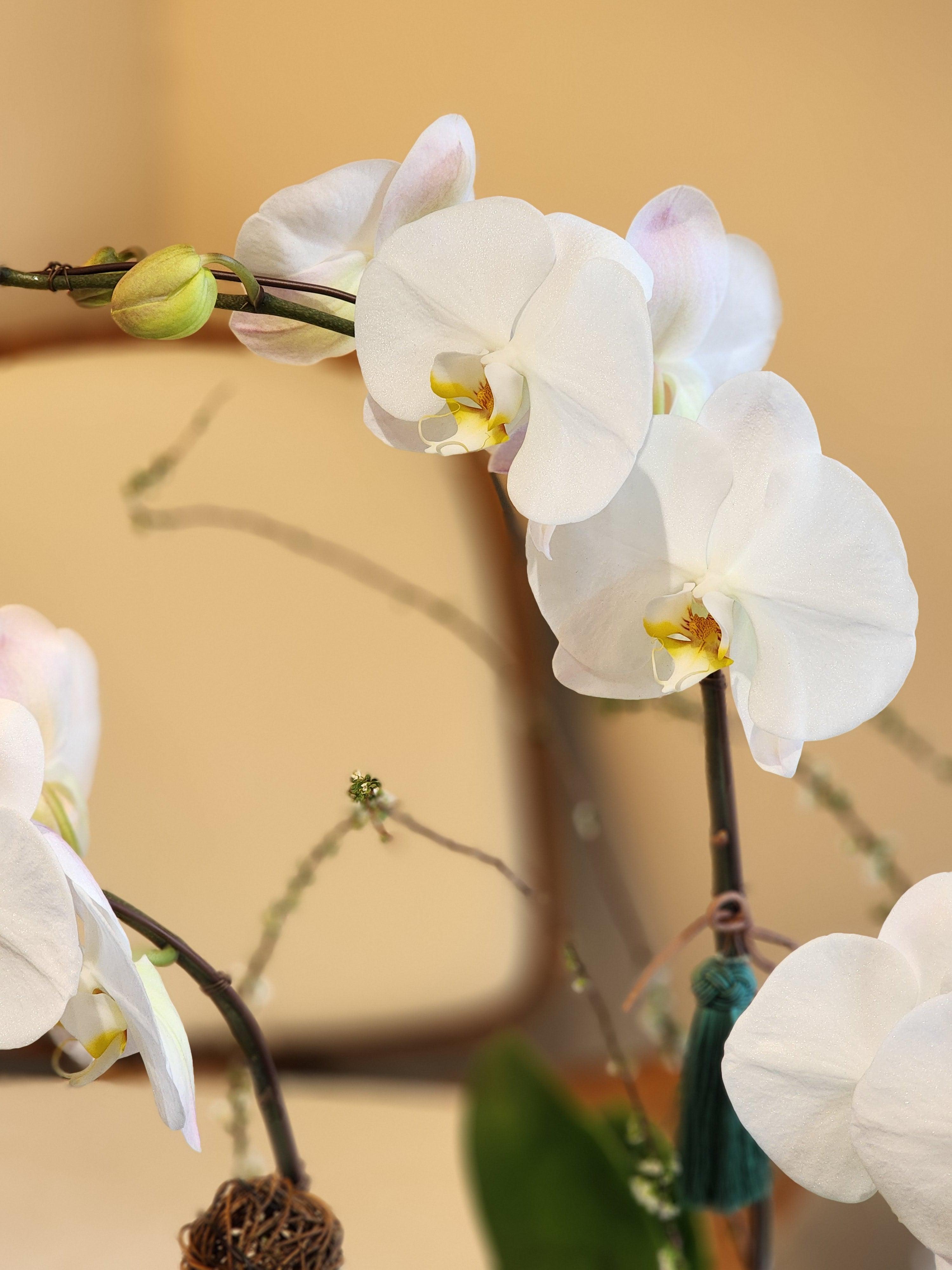 Orchid - White (Deluxe Size) - Lavish Florist