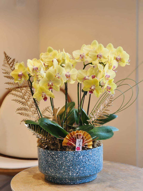 Grand opening orchid, radiant yellow, Taiwanese phalaenopsis with gold fern accents, Lavish Florist